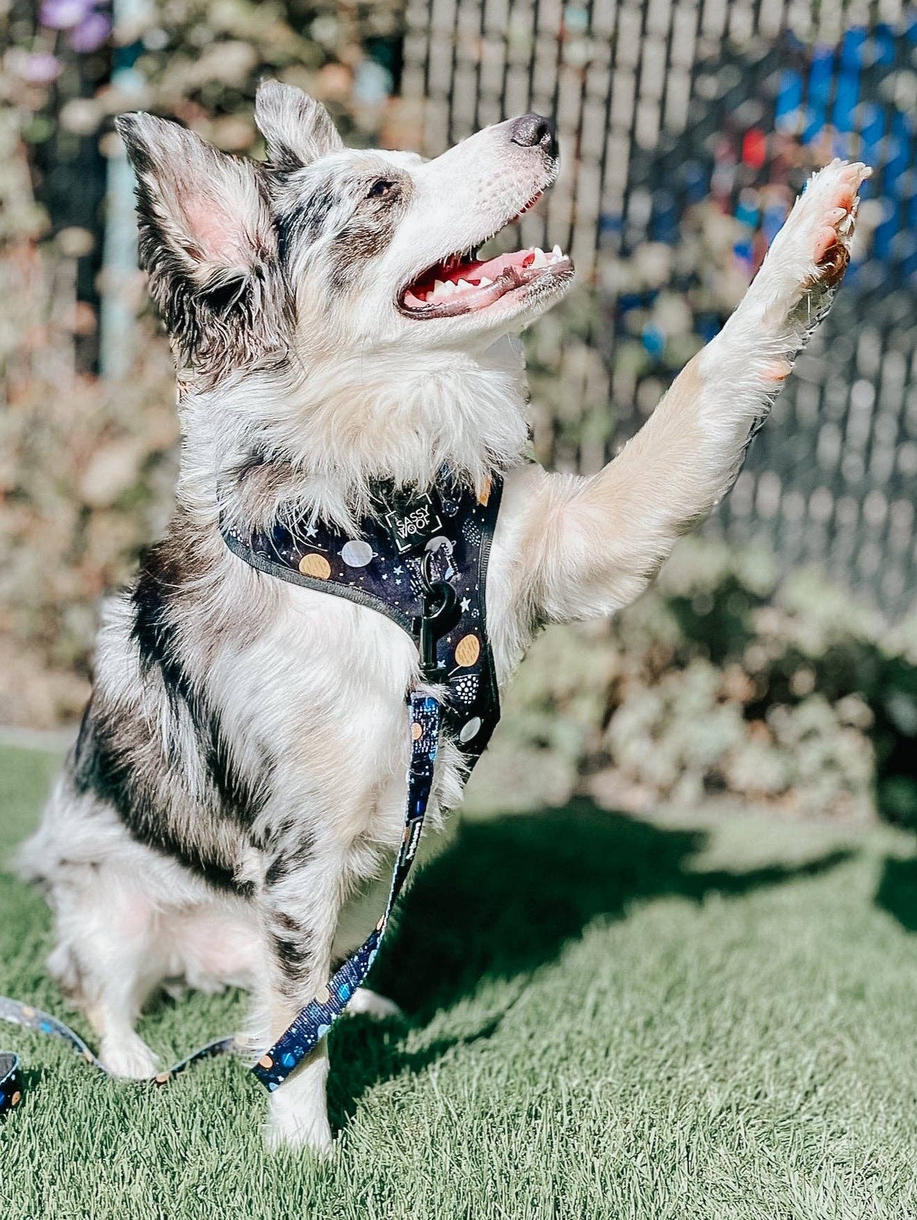 SASSY WOOF - Dog Leash - To the Stars and Beyond