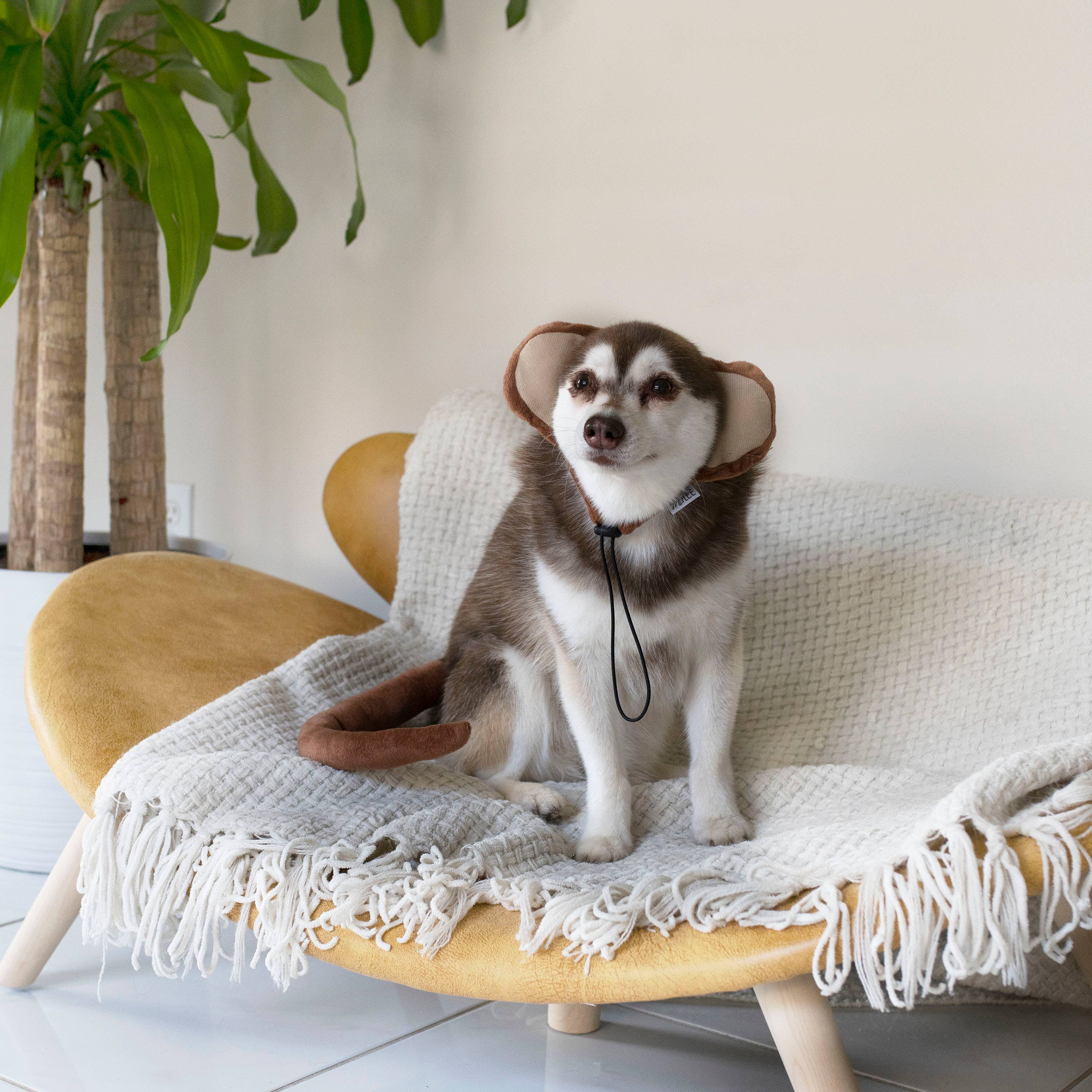 Midlee Designs - Midlee Monkey Headband and Tail Halloween Dog Costume