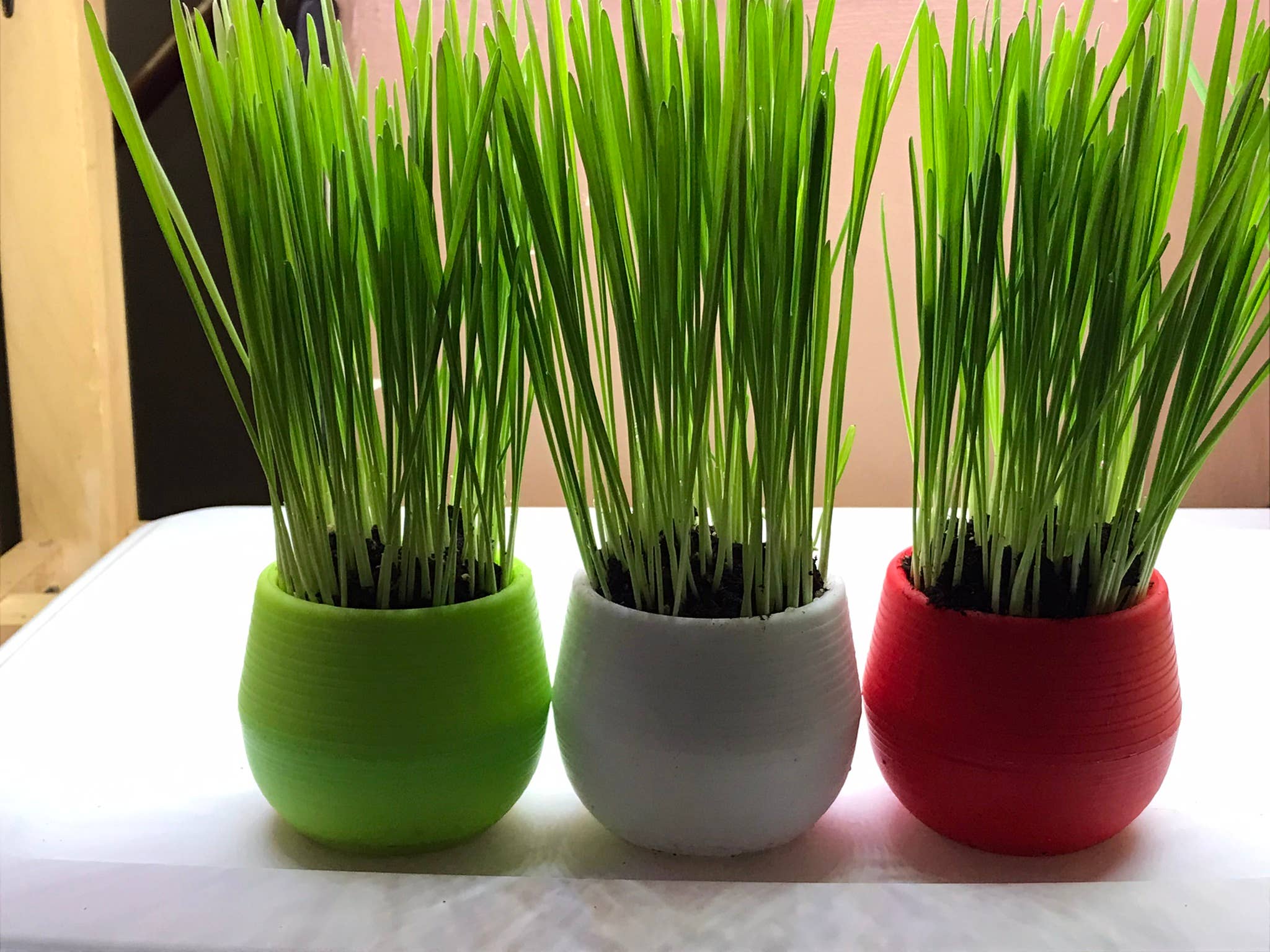 Mom’s Indoor Cat - Cat Grass Gardens