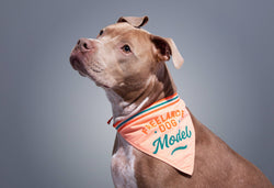 Freelance Dog Model Dog Bandana