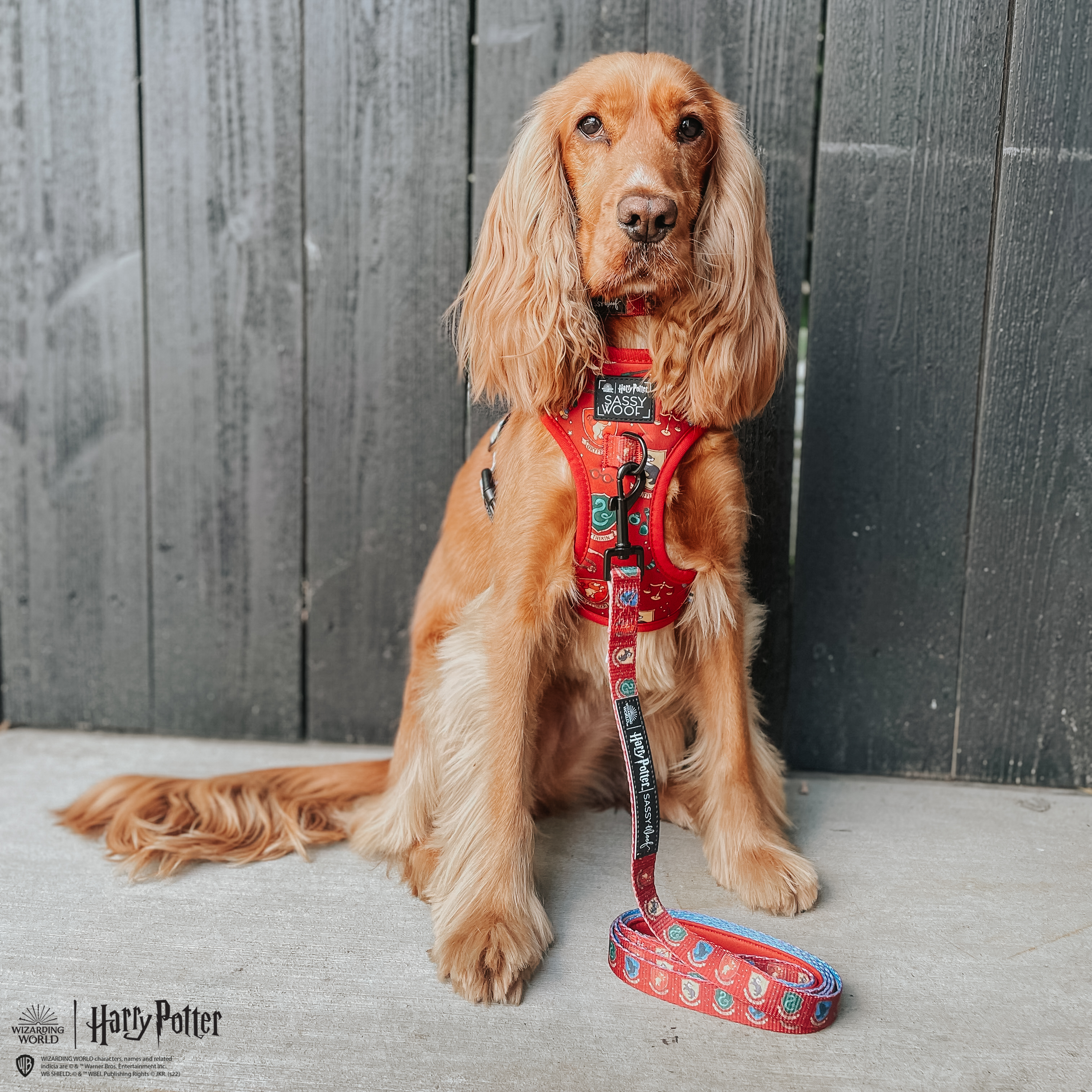 SASSY WOOF - Dog Leash - Harry Potter™
