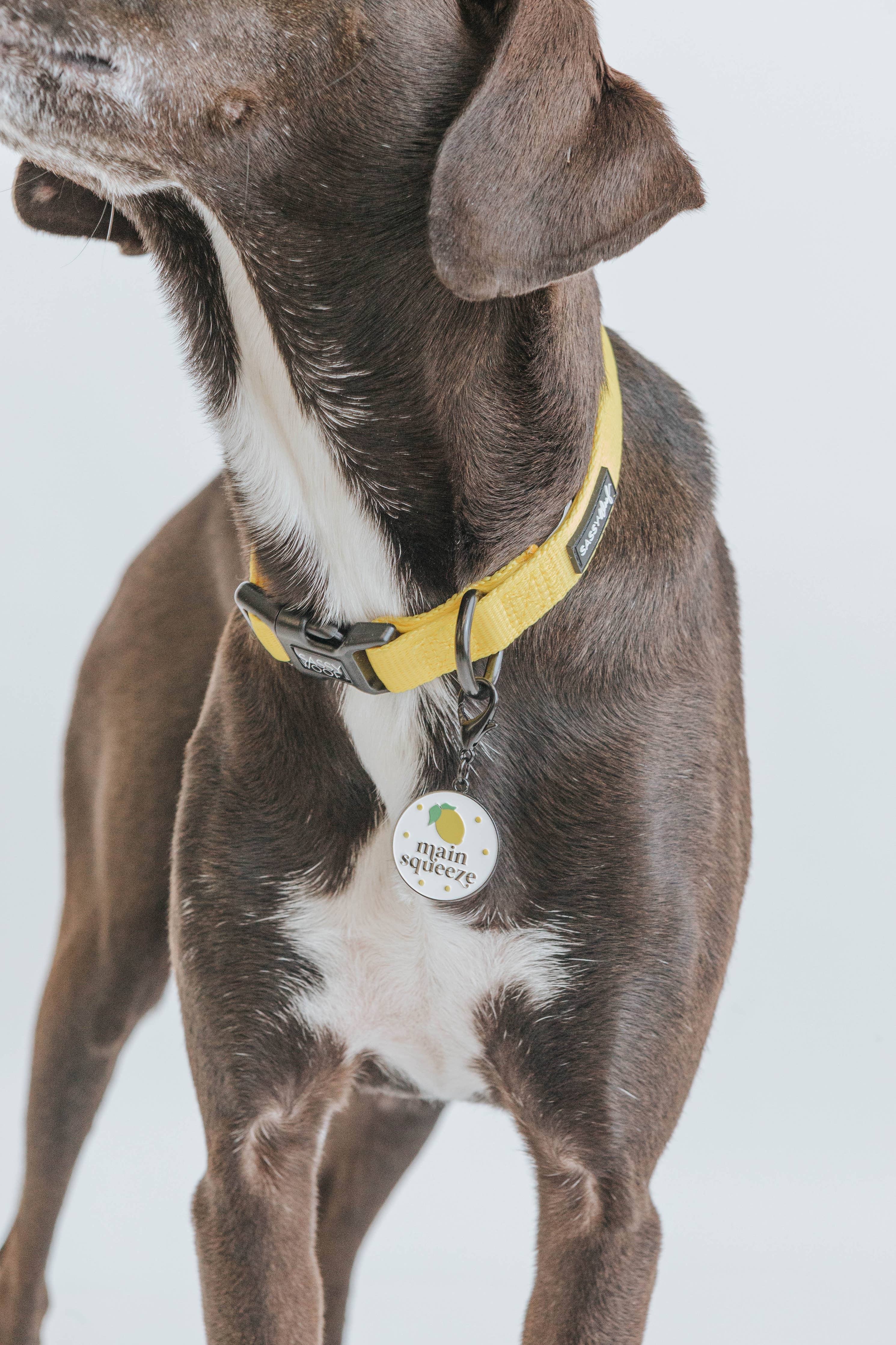 SASSY WOOF - Dog Collar - Neon Yellow: L