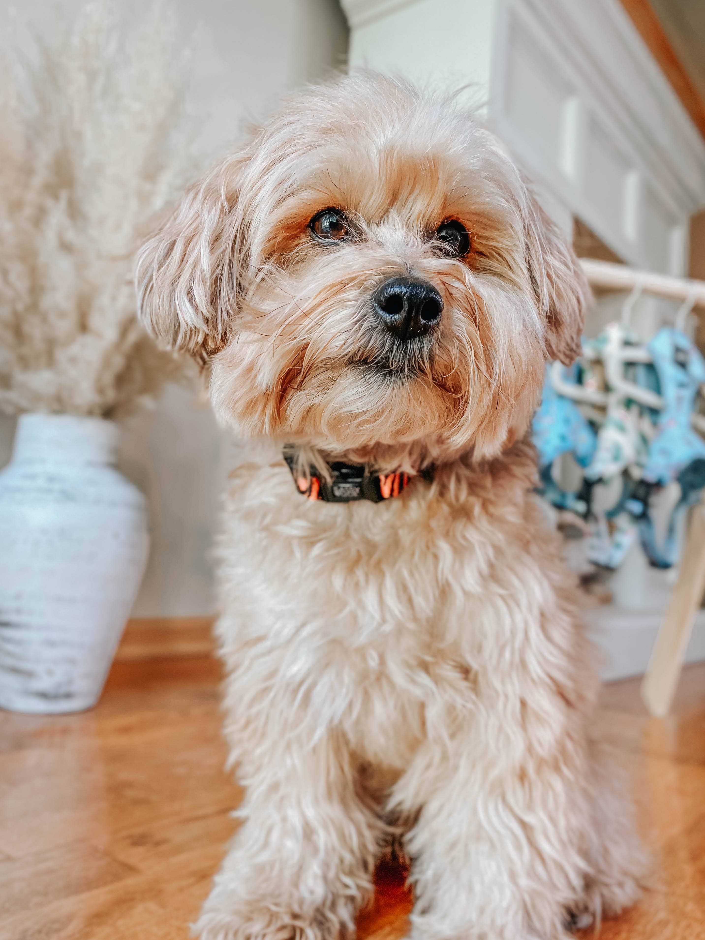 SASSY WOOF - Dog Collar - Paw of the Tiger: L