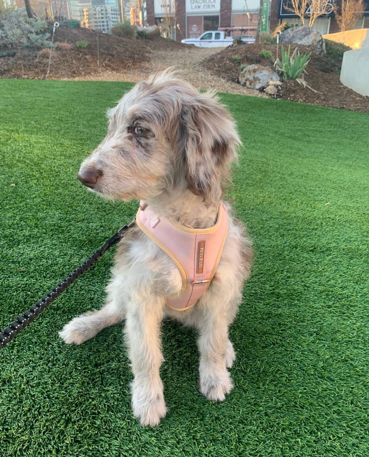 PETs R US - Adjustable No Pull Dog Harness Beige Rose Gold: XXS