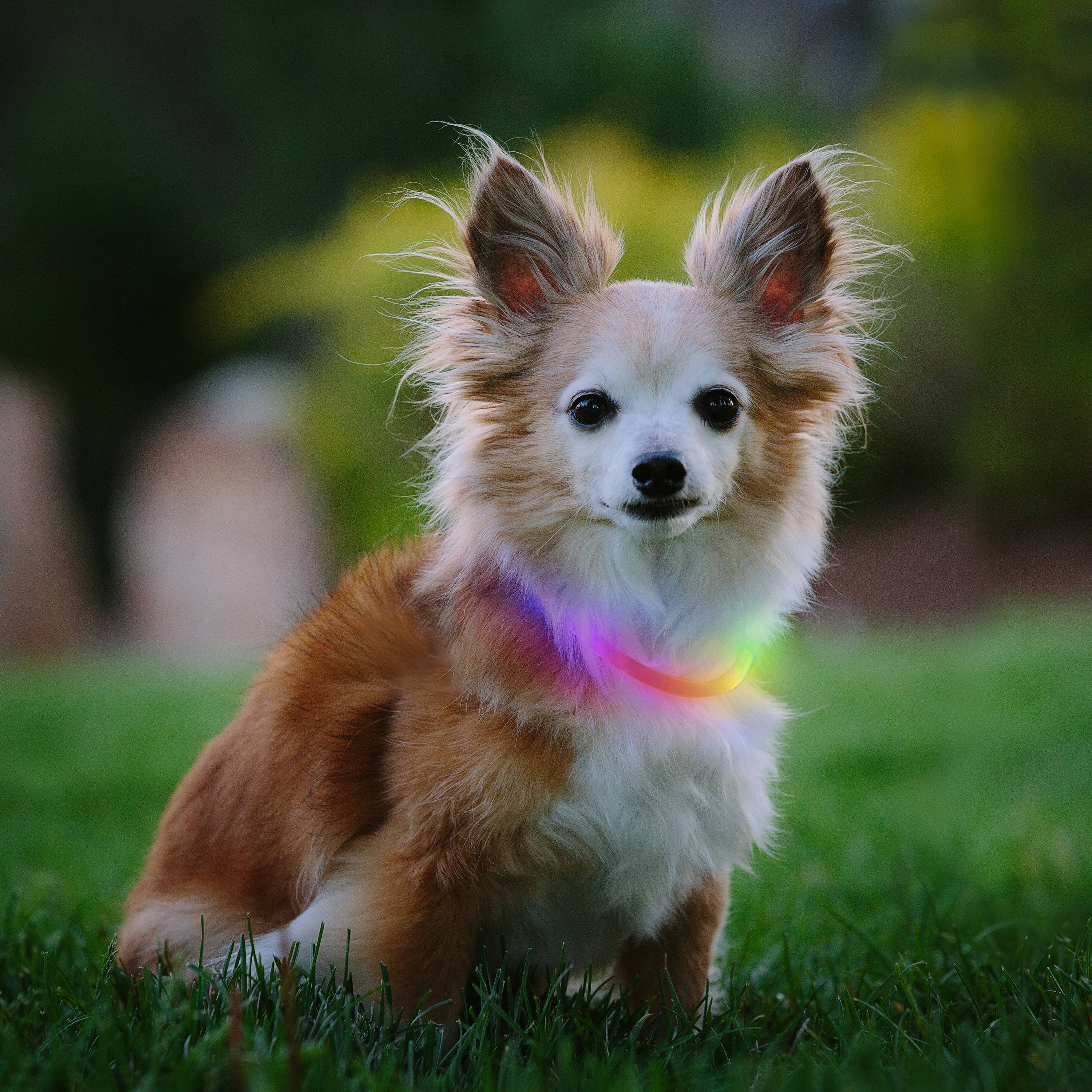 Nite Ize NiteHowl Mini Rechargeable LED Safety Necklace