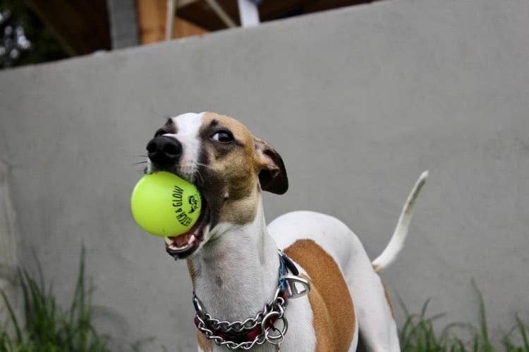 Spunky Pup - Fetch and Glow Ball: Large