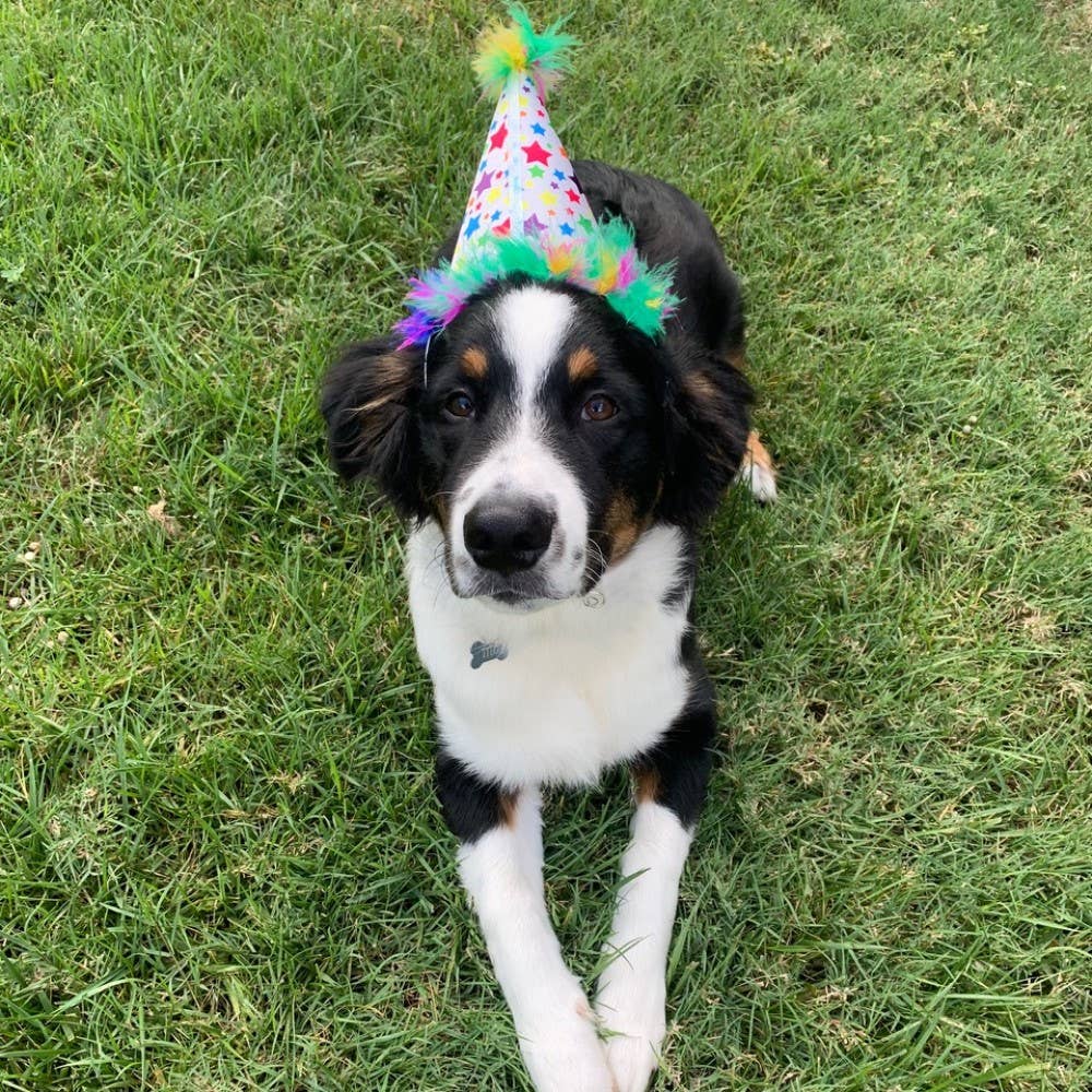 Huxley & Kent - H&K Party Hat Superstar with SnugFit®: LG