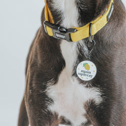 SASSY WOOF - Dog Collar - Neon Yellow: L