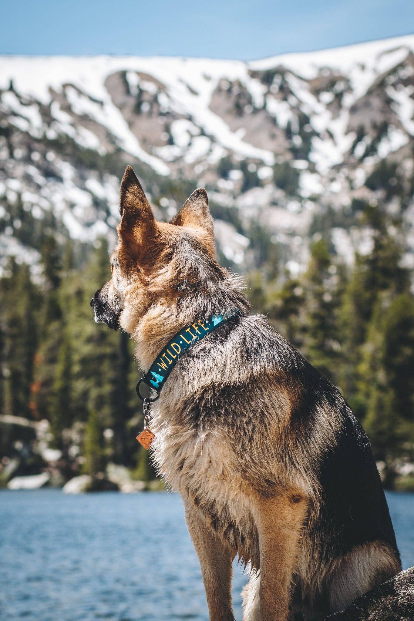 Pacific Hound - Elements Series - Teal Wild Life Dog Collar: XX-Large (1.5" width | 15-24" length)