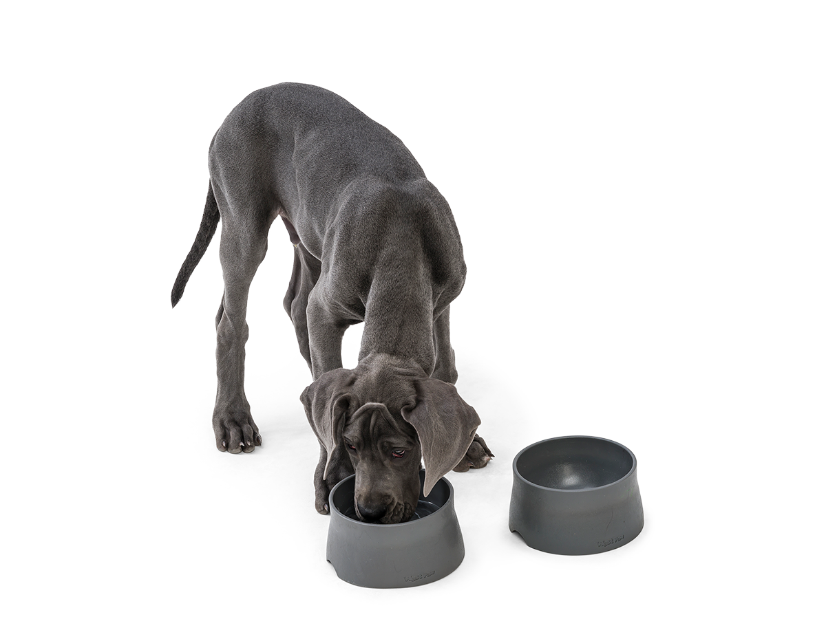 West Paw - No-Slip Dog Feeding Water Bowl: Kelp