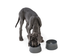 West Paw - No-Slip Dog Feeding Water Bowl: Kelp