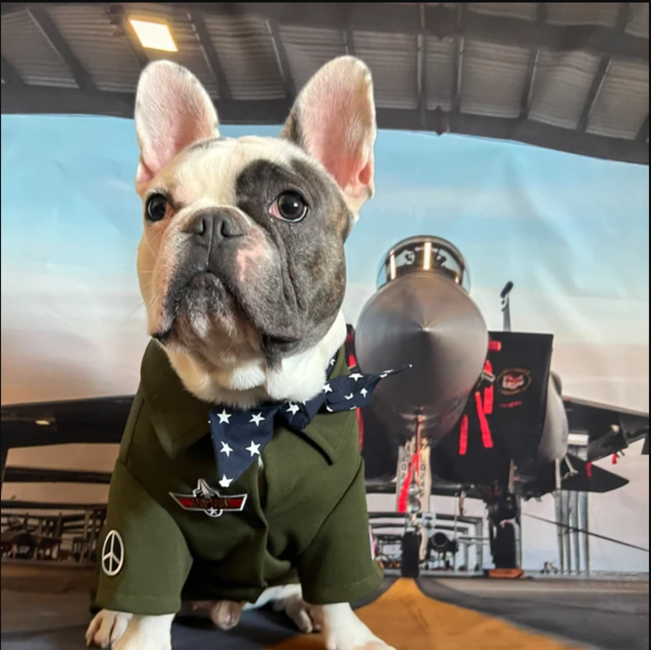 Icecreamtree Studio - Top Gun Look Outfit Pilot Shirt, Scarf Set - Dog Cat Costume: Small