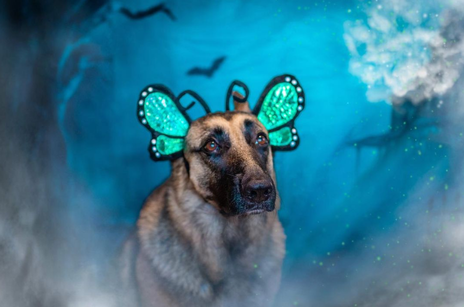 Midlee Designs - Midlee Butterfly Headband Halloween Dog Costume