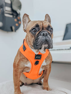SASSY WOOF - Dog Adjustable Harness - Neon Orange: XXS