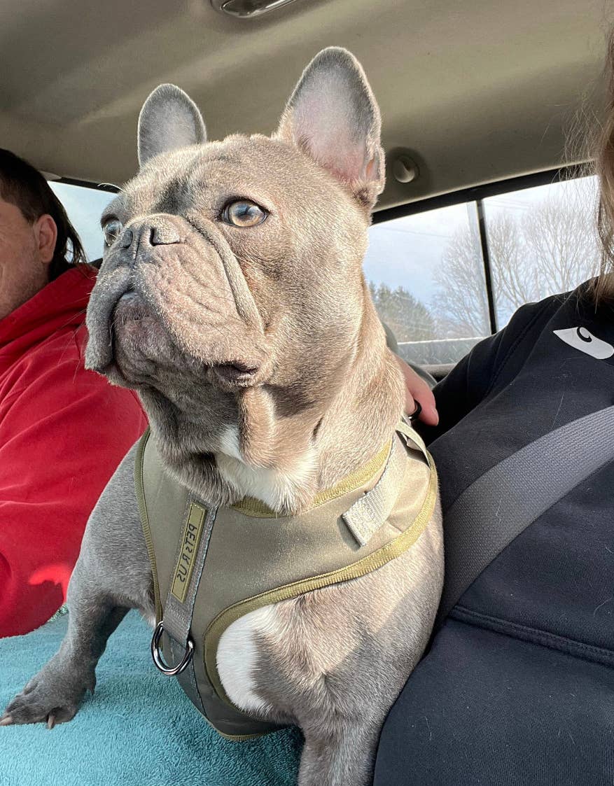 PETs R US - Adjustable No Pull Dog Harness, Olive Green Khaki: S