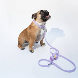 dogged - Dogged basics leash - lavender: Standard