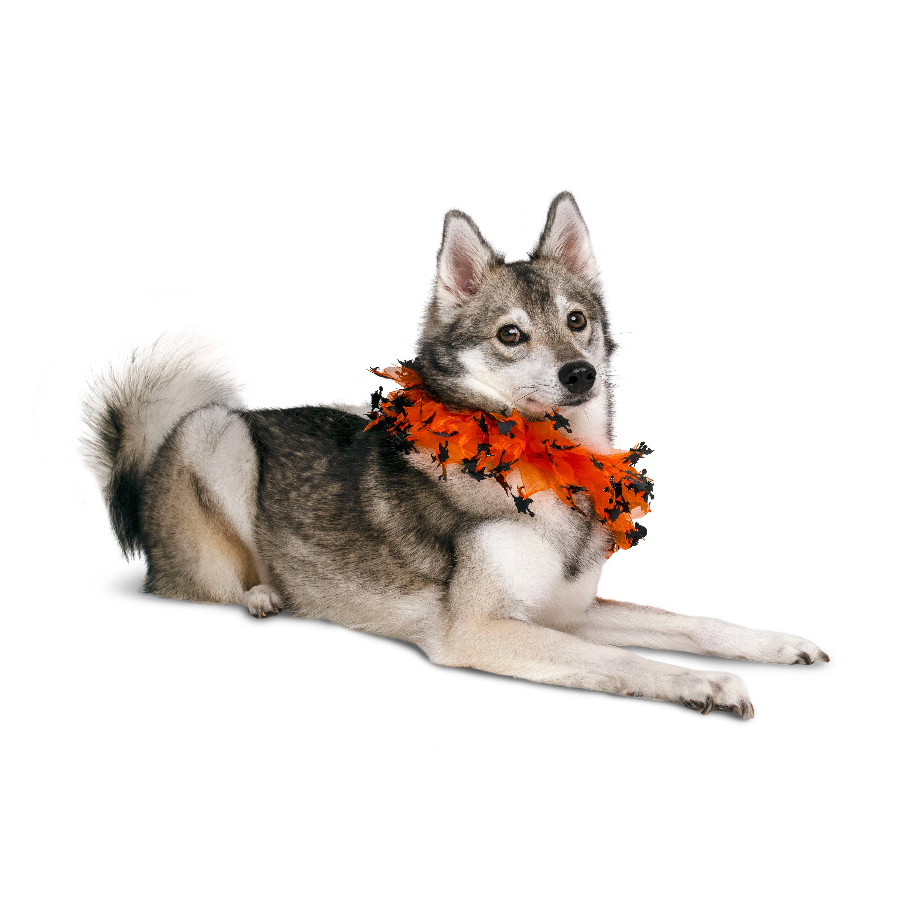 Midlee Designs - Midlee Witch Halloween Decorative Dog Collar: Small