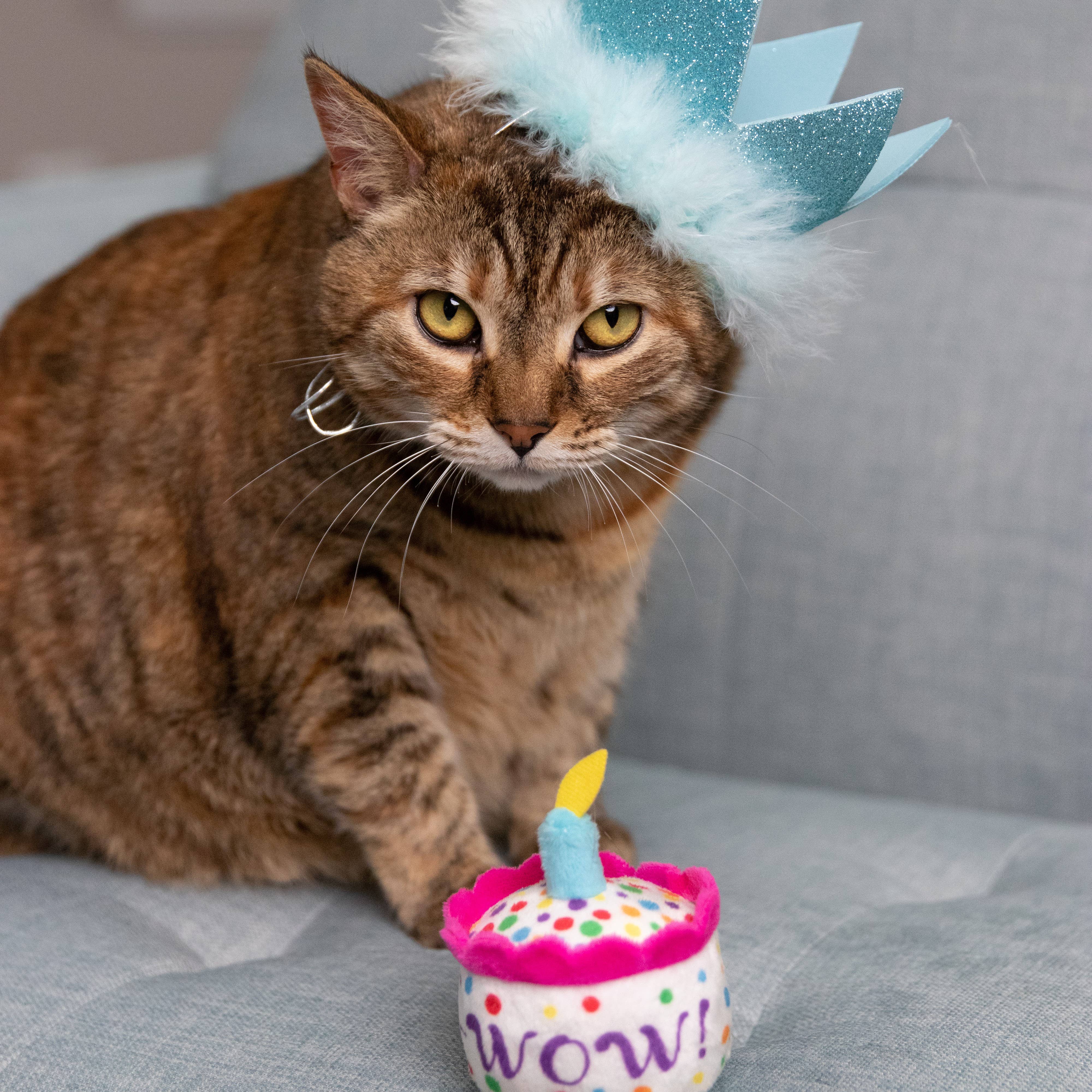 Huxley & Kent - Mewow Cake for Cats