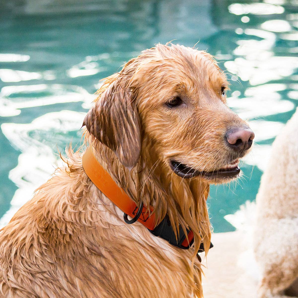 Dogline - Dogline Biothane Dog Collar with Quick Release: 1"W by 15-23"L / Gray