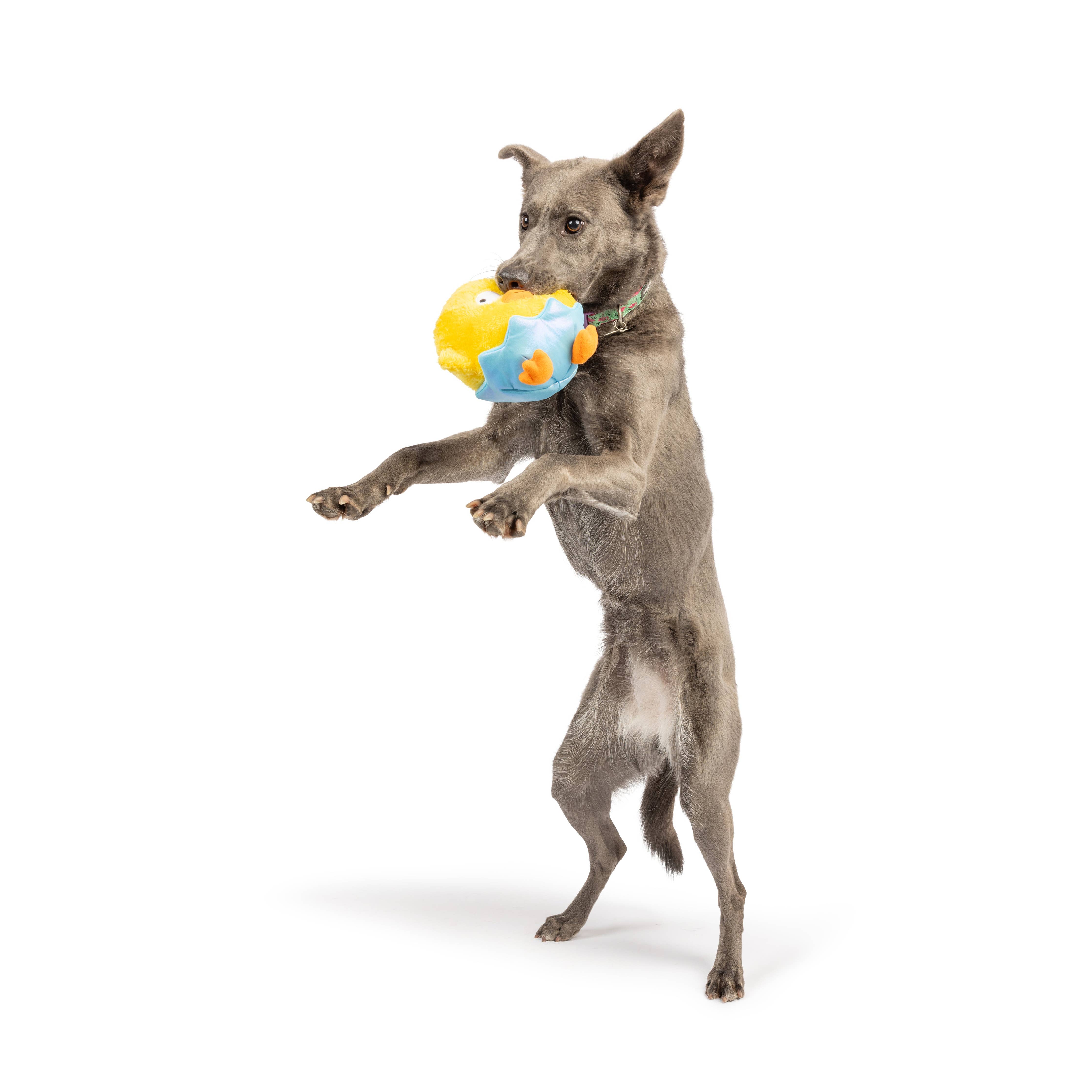 Huxley & Kent - Chick-A-Dee Dog Toy: Small