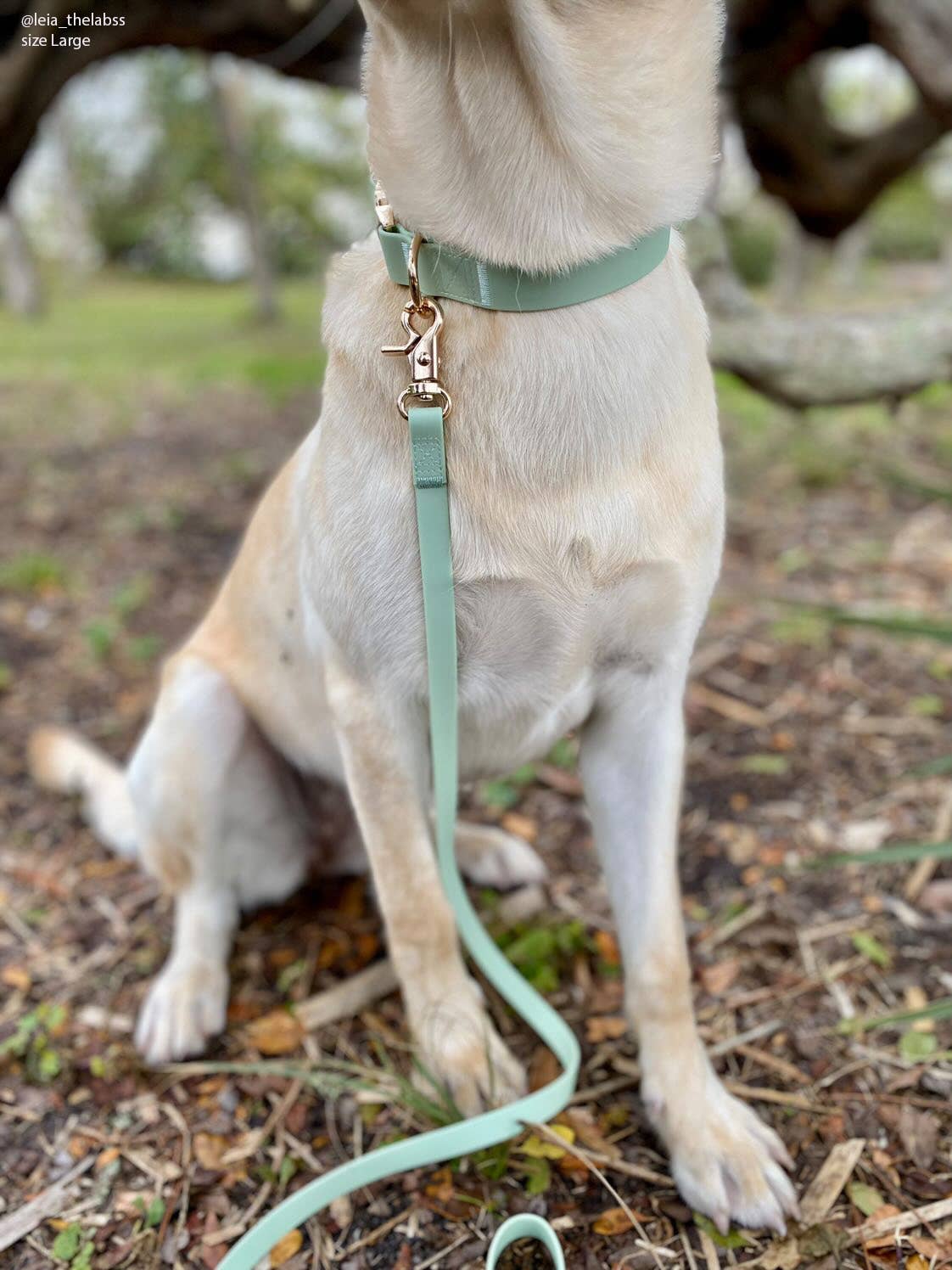 SUNNY TAILS - Pistachio Green Waterproof Dog Collar: LARGE