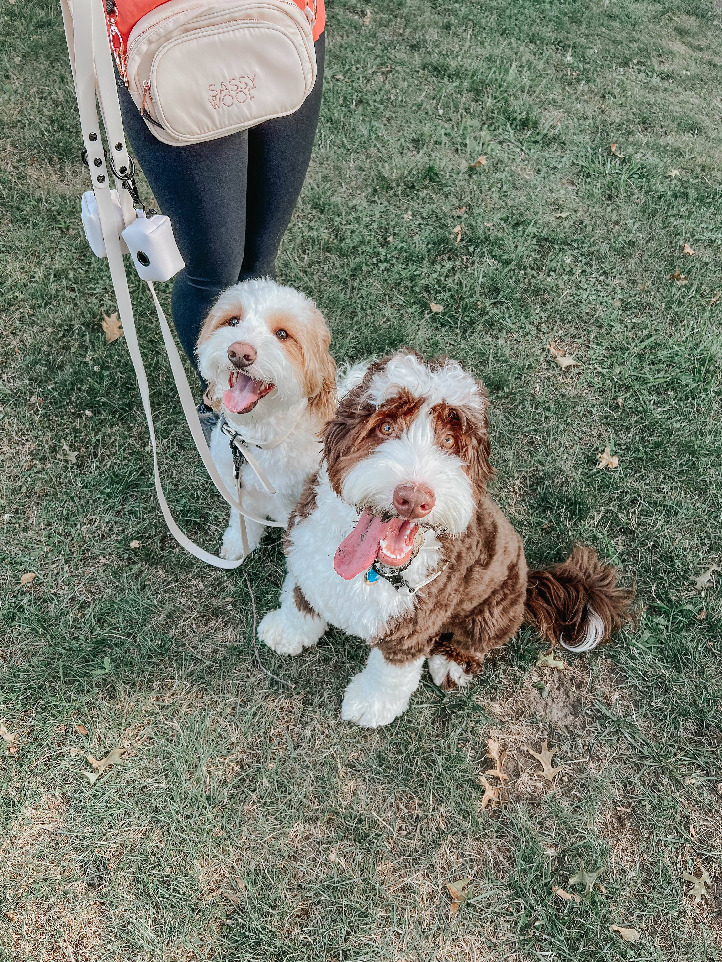 SASSY WOOF - Waterproof Dog Leash - Beige