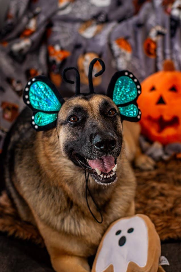 Midlee Designs - Midlee Butterfly Headband Halloween Dog Costume
