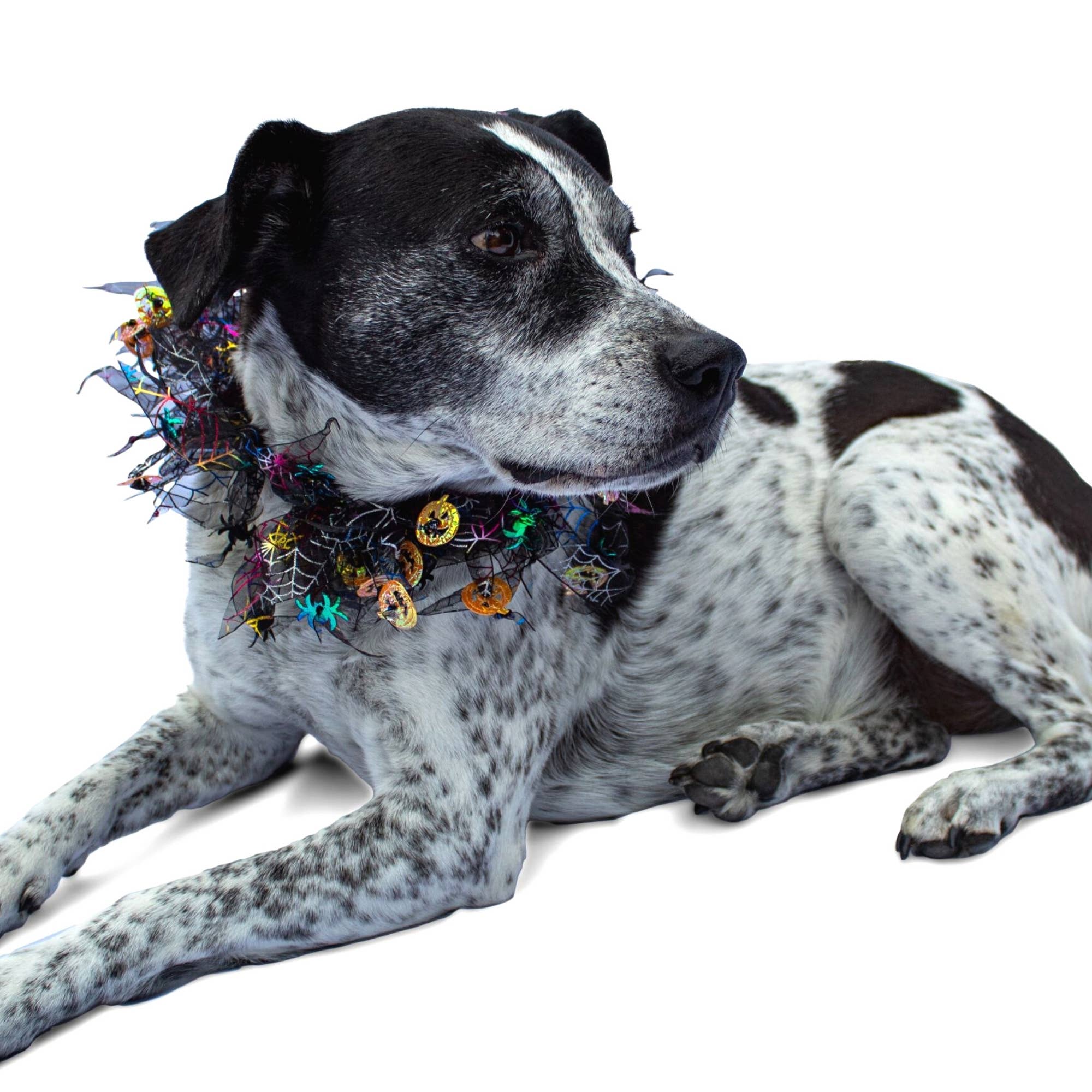 Midlee Designs - Midlee Pumpkin & Spider Web Halloween Decorative Dog Collar: Small