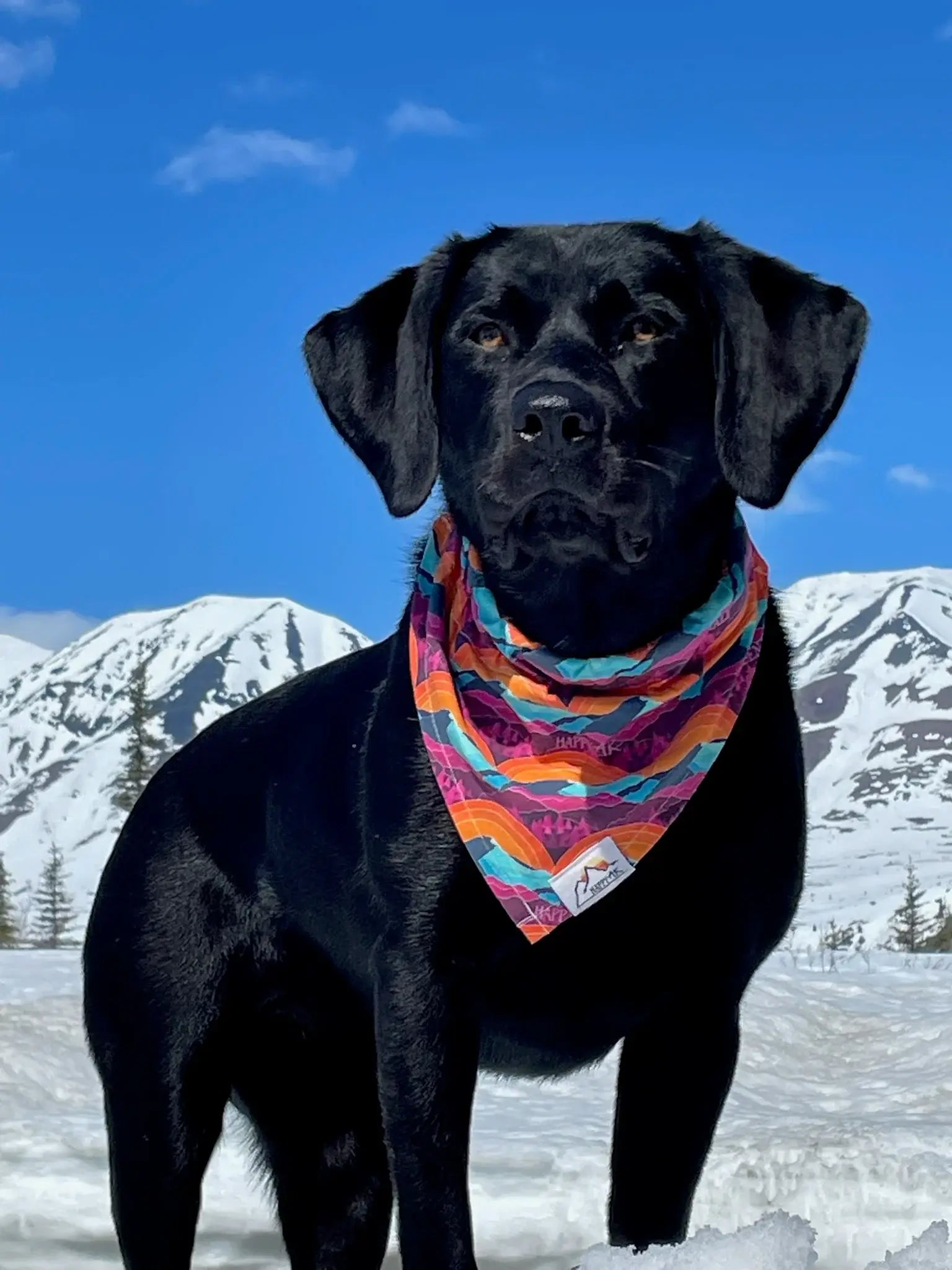 HappyAK - Denali Pet Bandana: Small