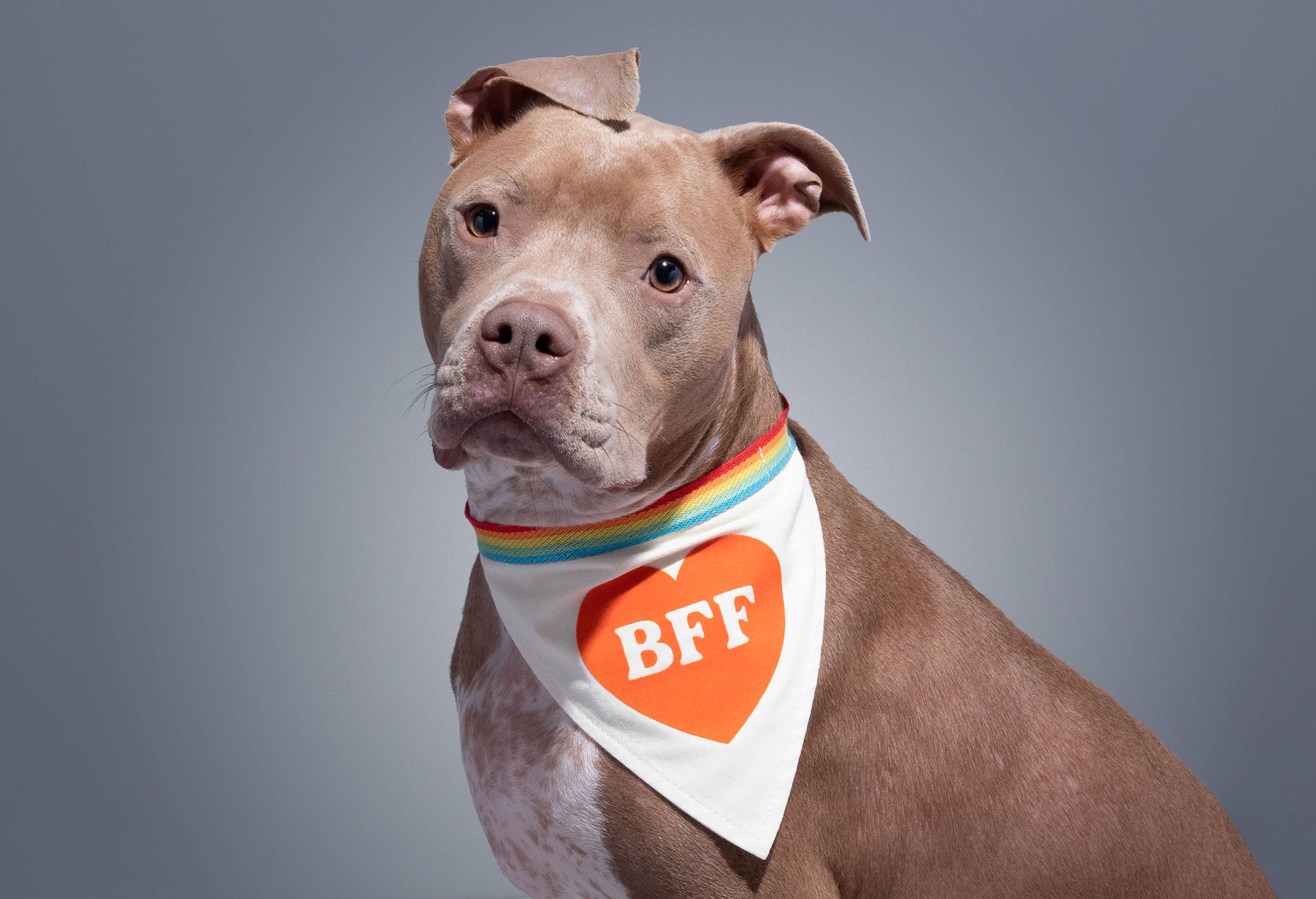 BFF Dog Bandana