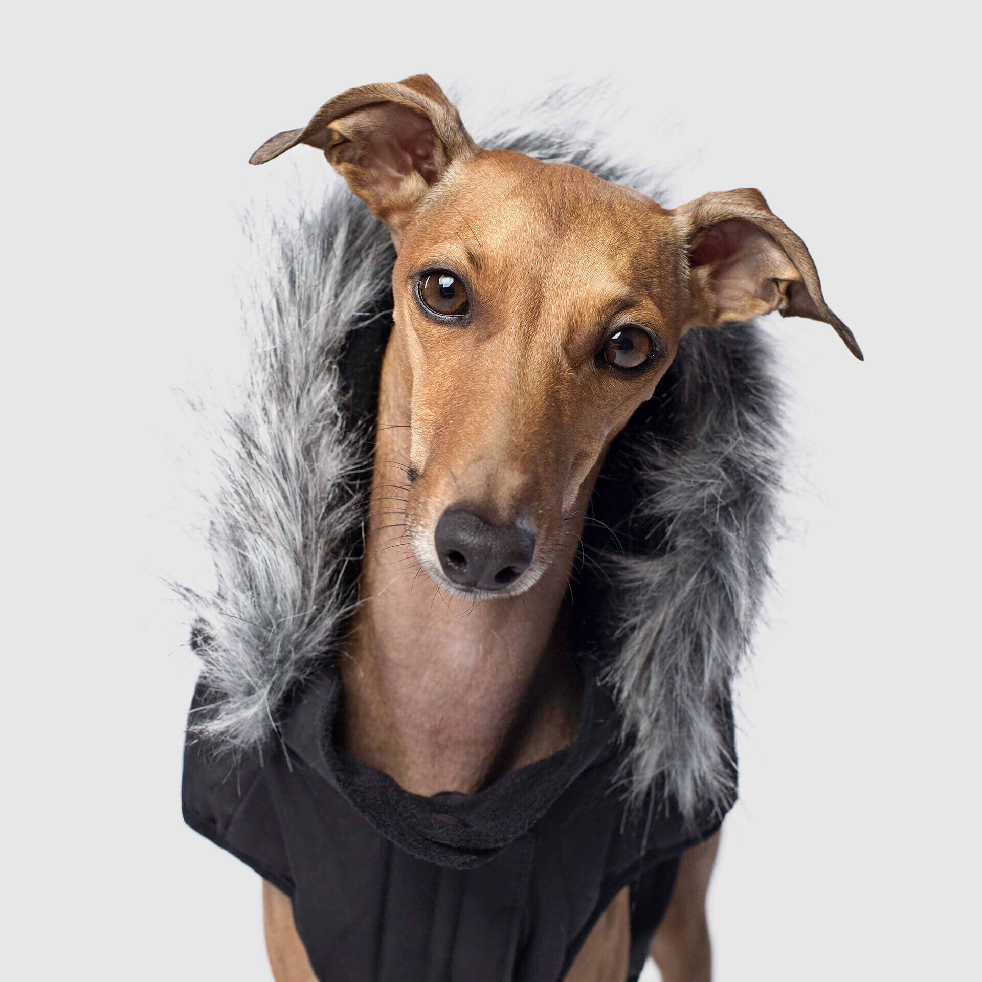 Canada Pooch - Everest Explorer Jacket- Dog Coat: Black / 10