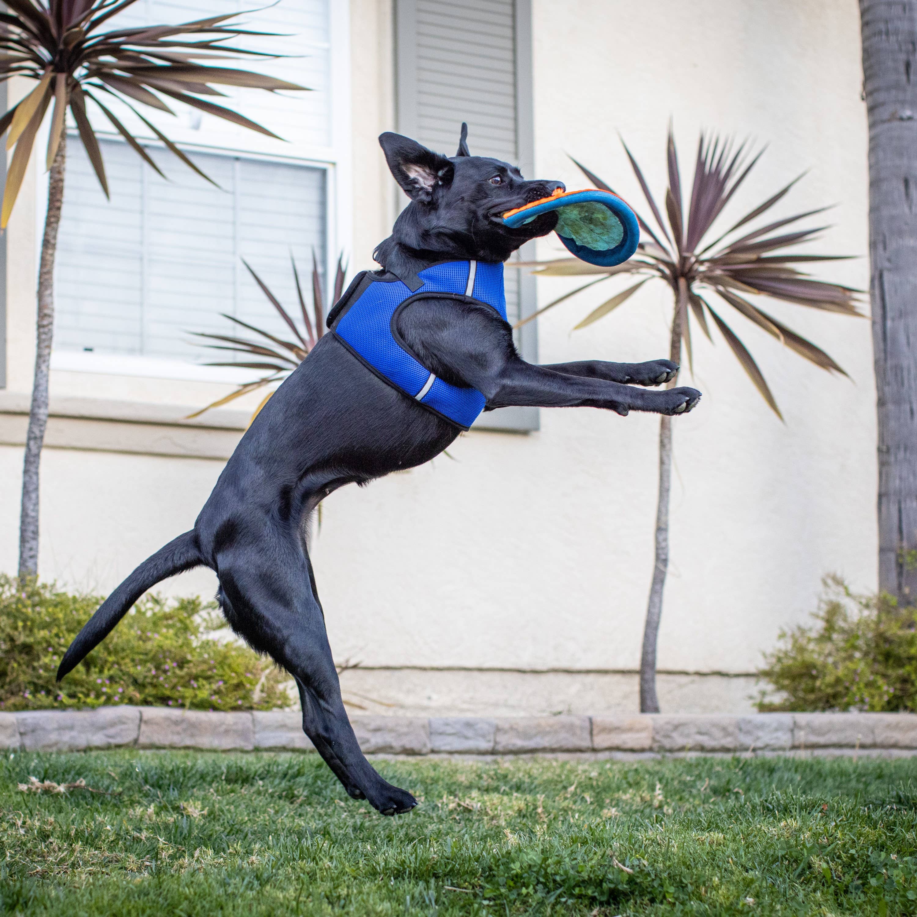 Huxley & Kent - Hudson Harness Blue: XXS (2-6lbs)