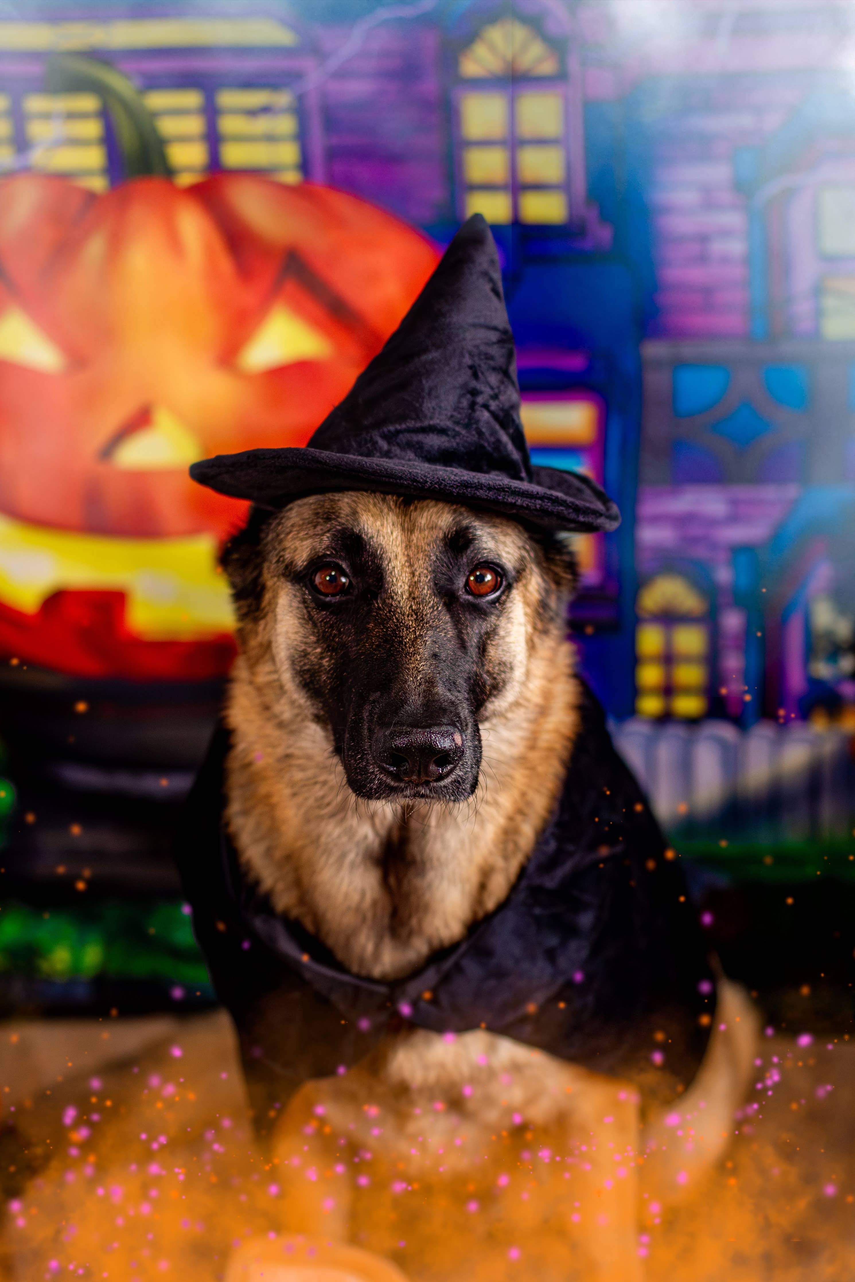Midlee Designs - Midlee Halloween Witch Cape and Hat Dog Costume: Large