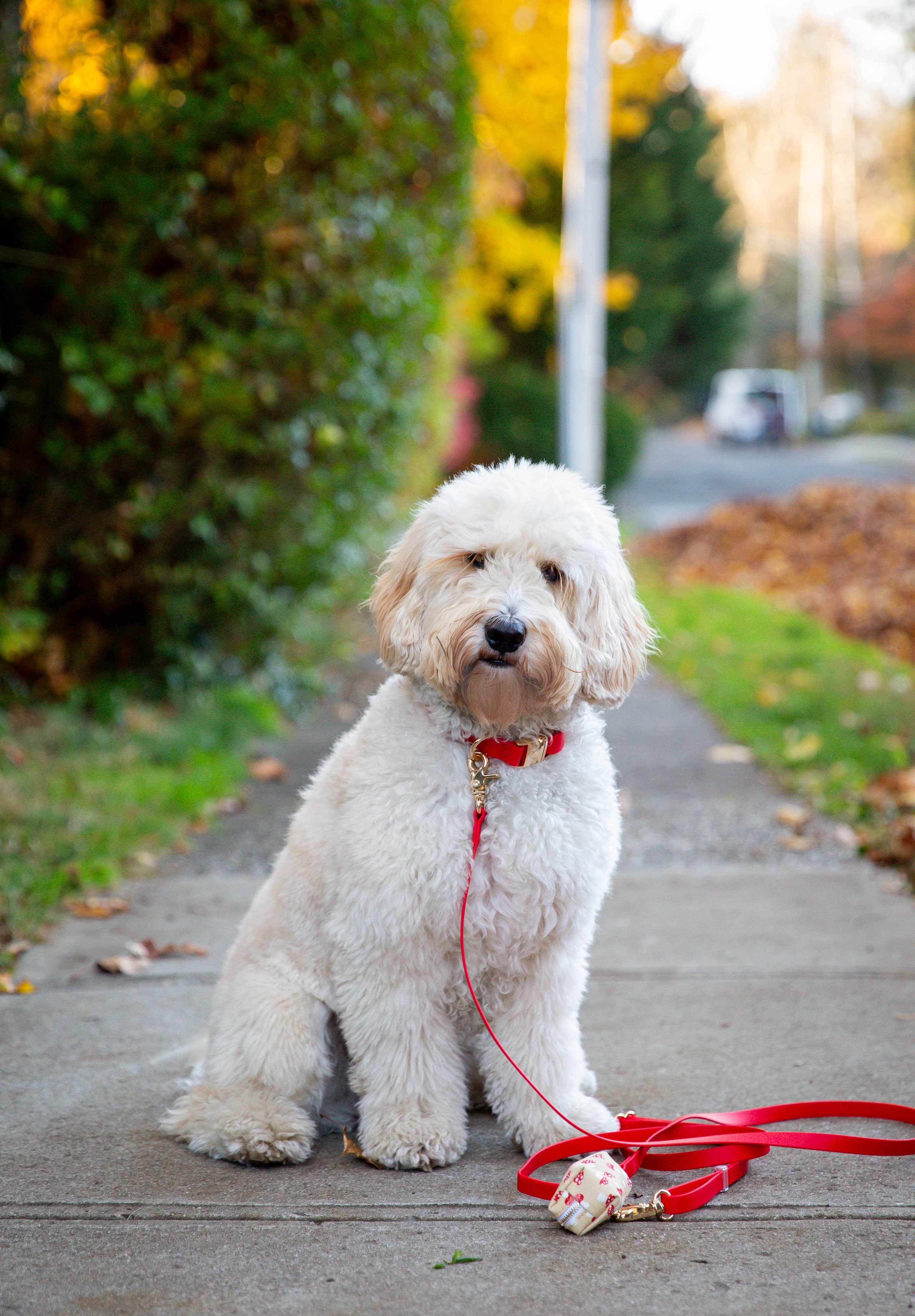 SUNNY TAILS - Cherry Red Waterproof Dog Collar: MEDIUM