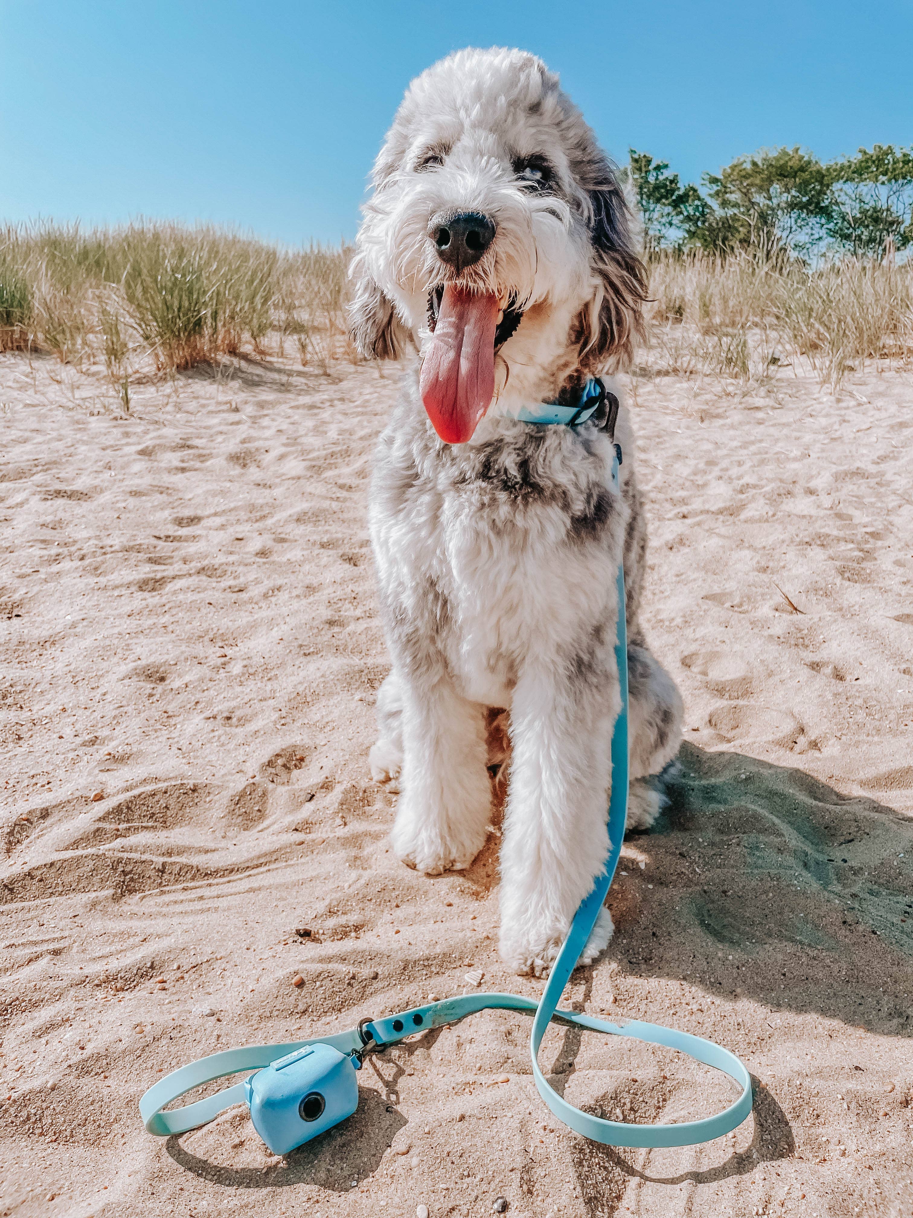 SASSY WOOF - Waterproof Dog Leash - Blue