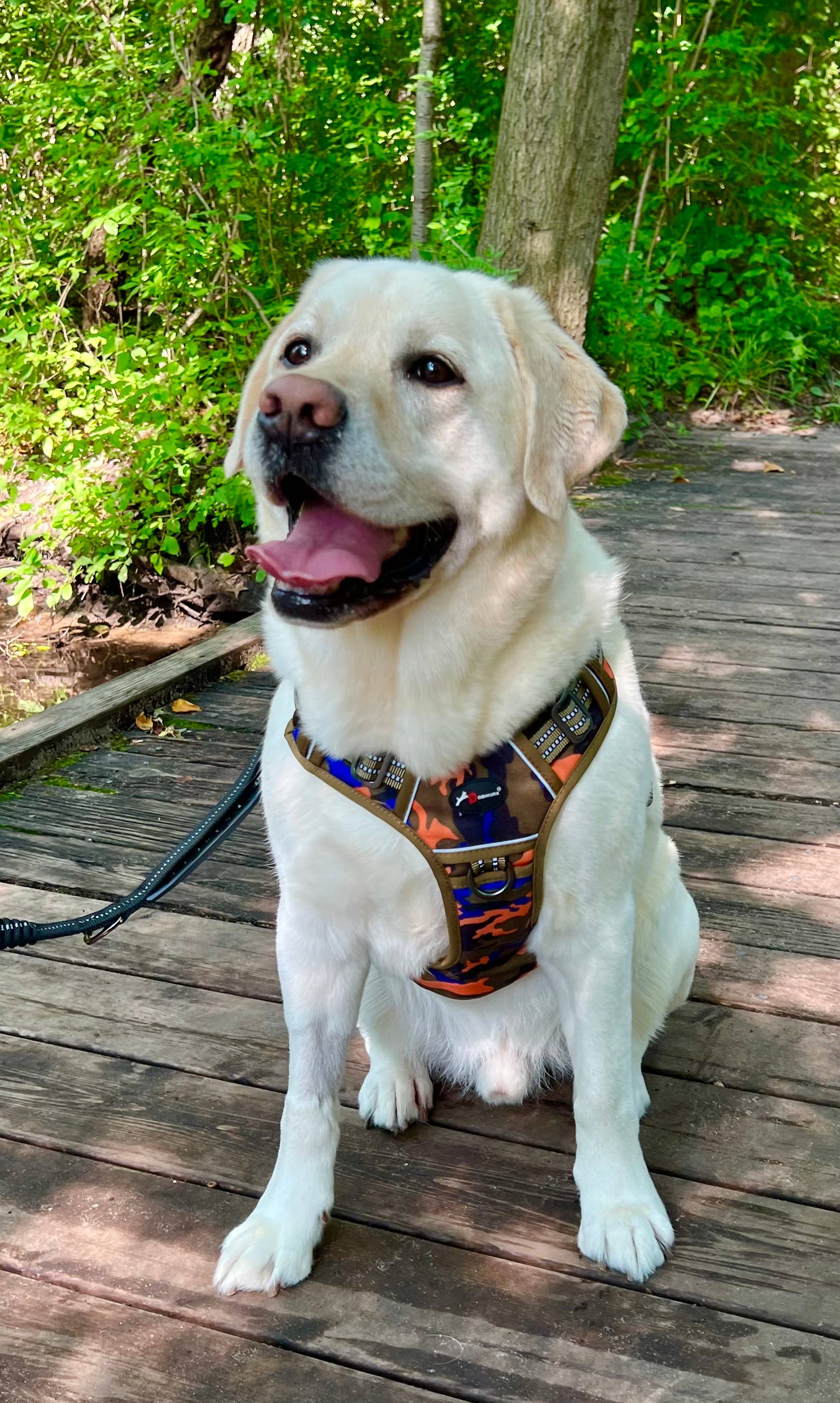 DOGWORX, LLC - Trail Buddy Harness - ORANGE CAMO: Small