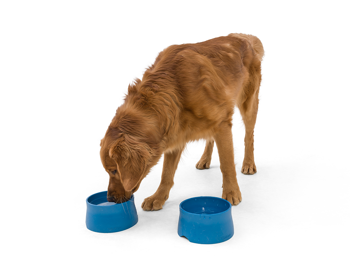 West Paw - No-Slip Dog Feeding Water Bowl: Kelp