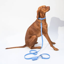 dogged - Dogged basics collar - periwinkle: S
