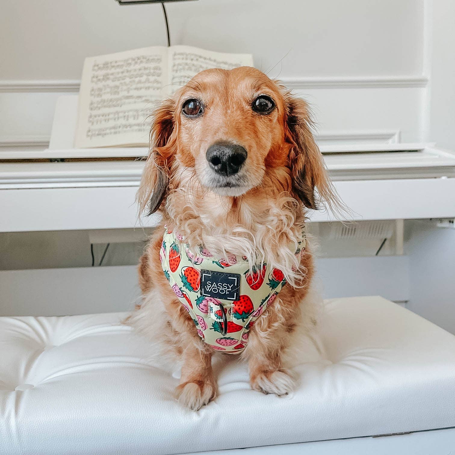 SASSY WOOF - Dog Adjustable Harness - Strawberry Fields Furever: S