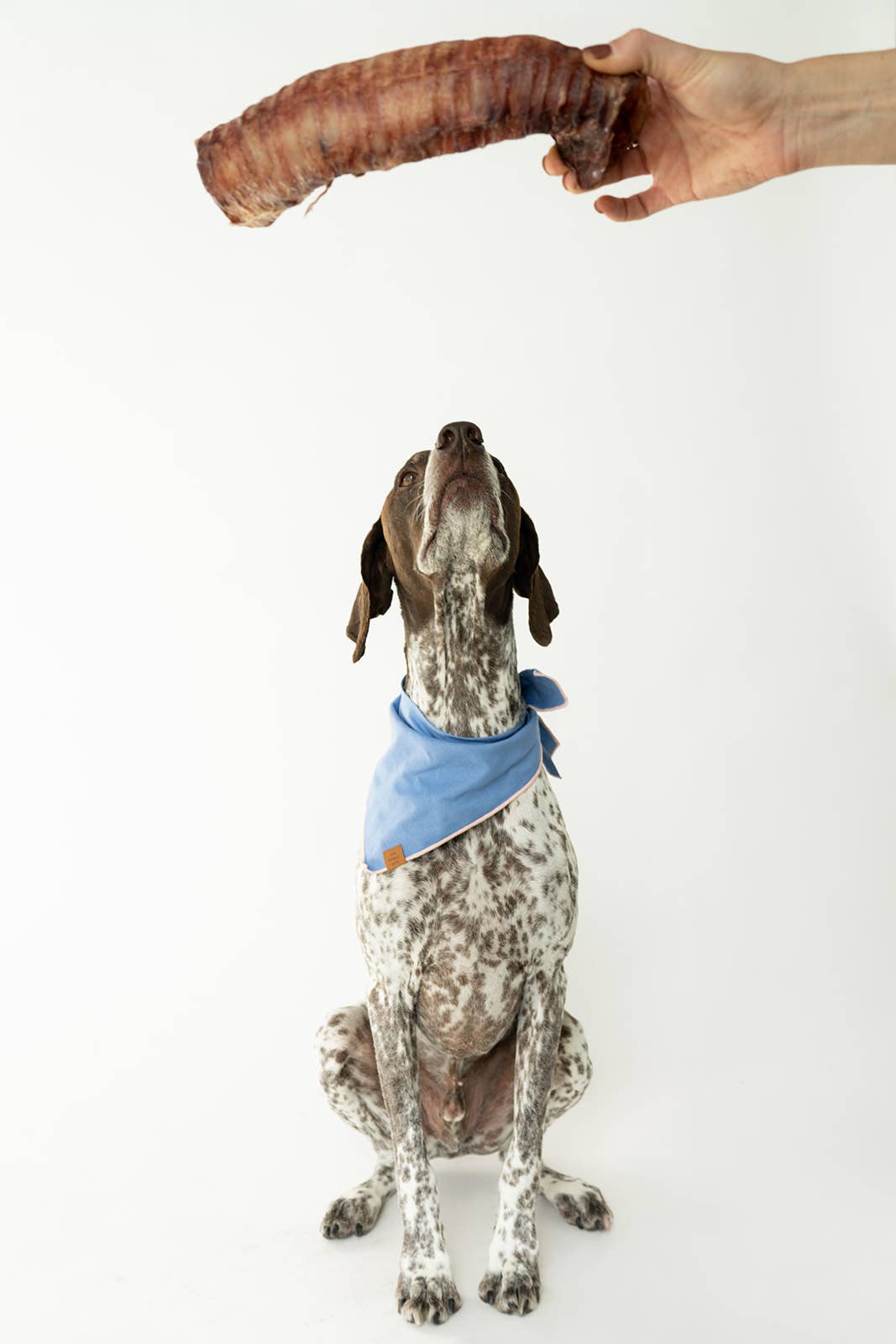 Winnie Lou - Bison Trachea Chews