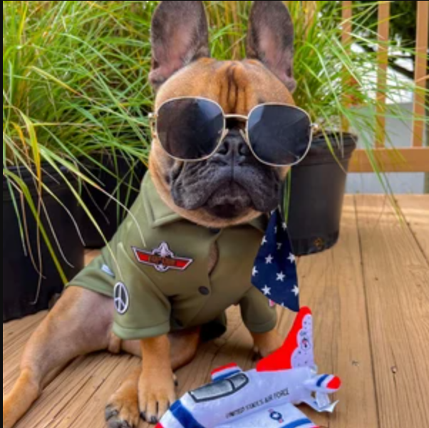 Icecreamtree Studio - Top Gun Look Outfit Pilot Shirt, Scarf Set - Dog Cat Costume: XLarge