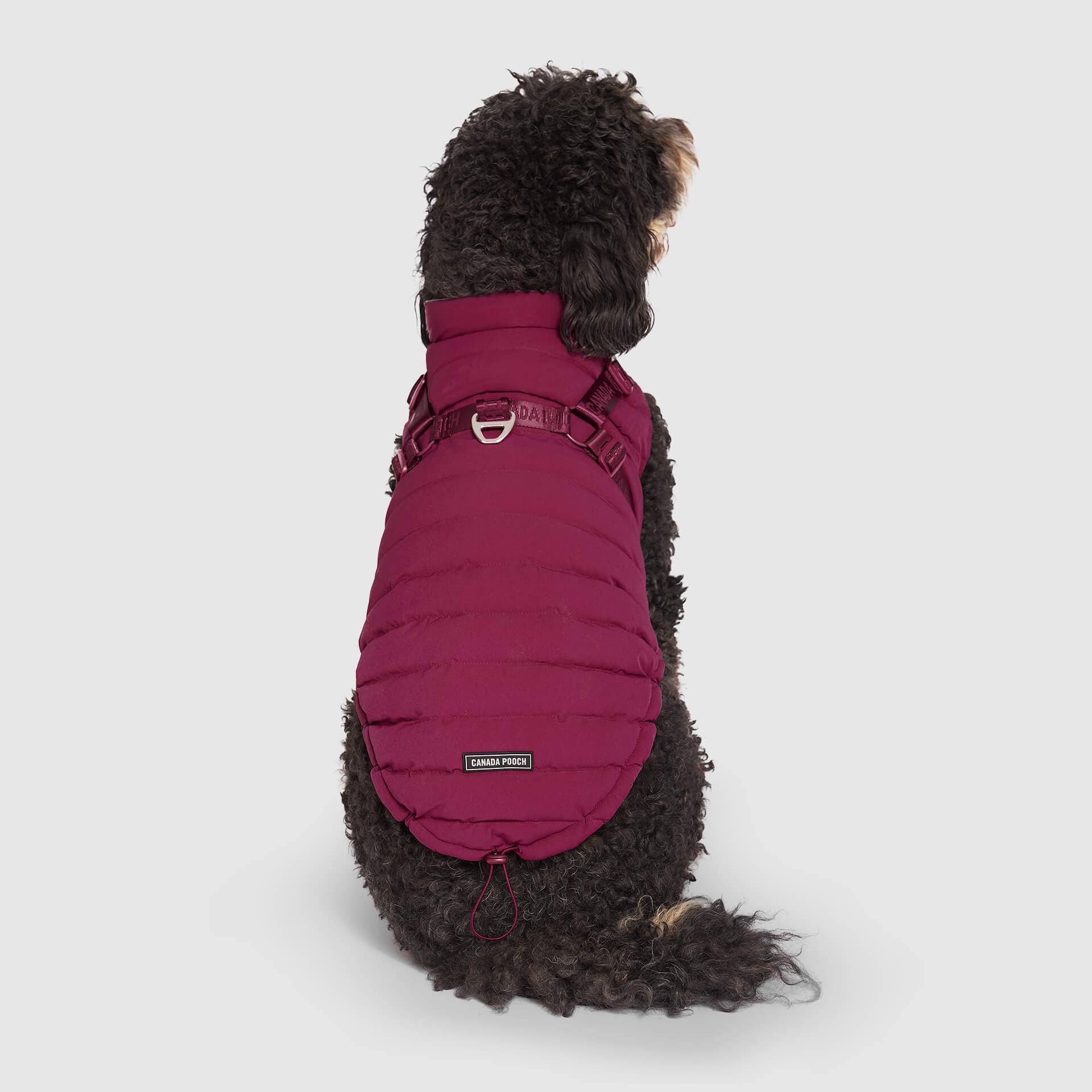 Canada Pooch - Harness Puffer- Dog Coat: Black / 10
