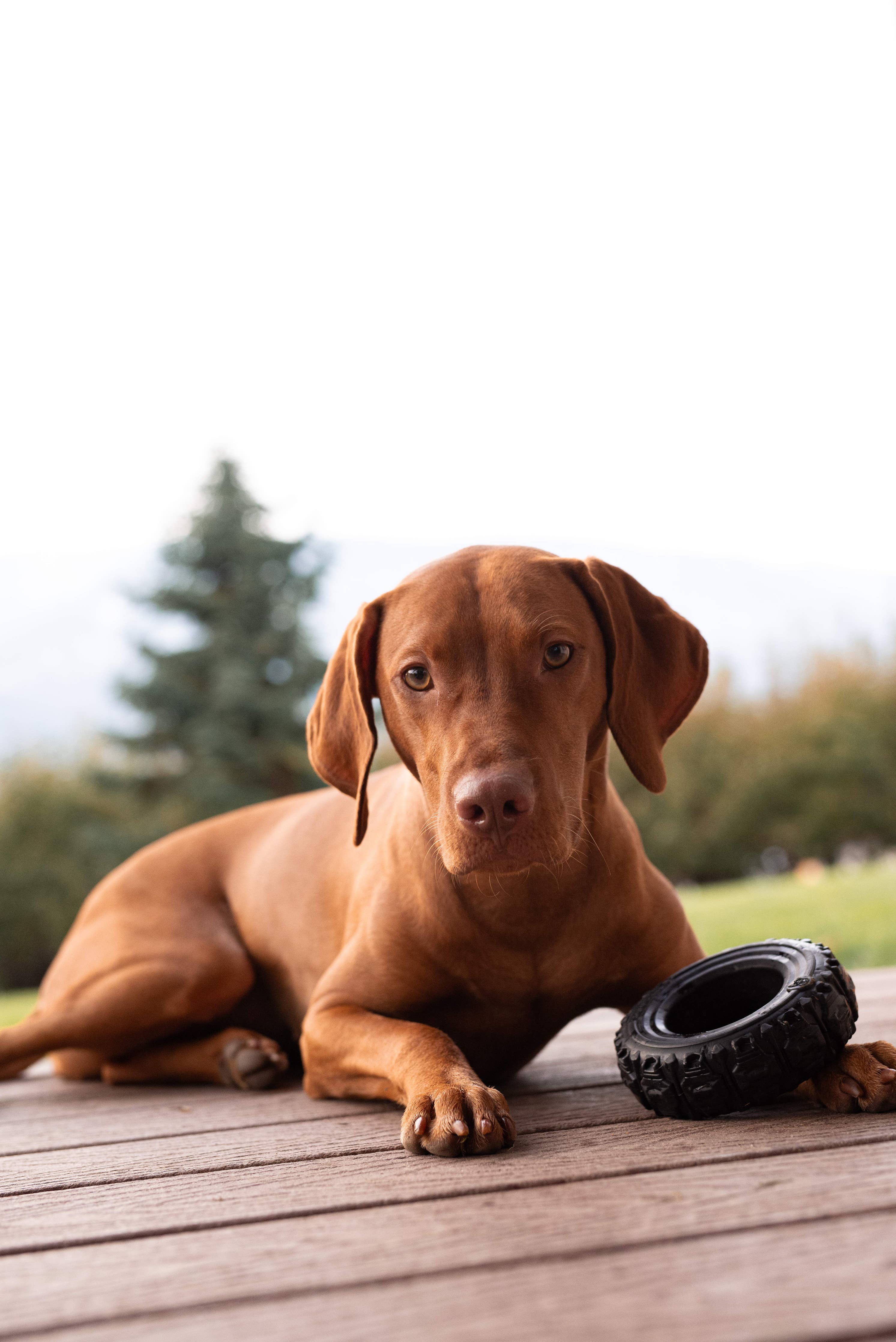 Spunky Pup - The Tire - Reclaimed Rubber Toy - MADE IN THE USA: Large