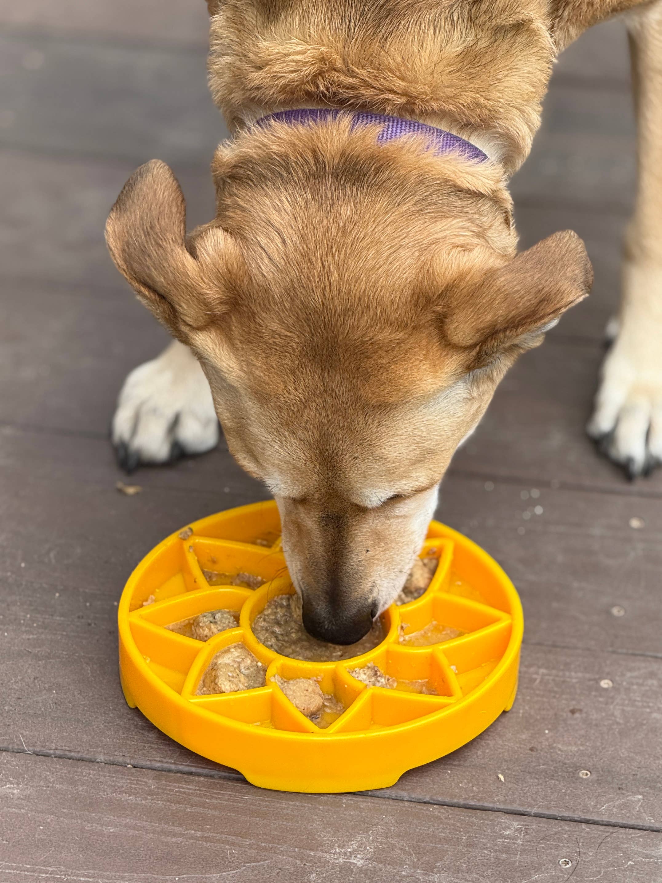 SodaPup Dog Toys - Sunflower Design eTray Enrichment Slow Feeder Tray for Dogs - Yellow: Yellow