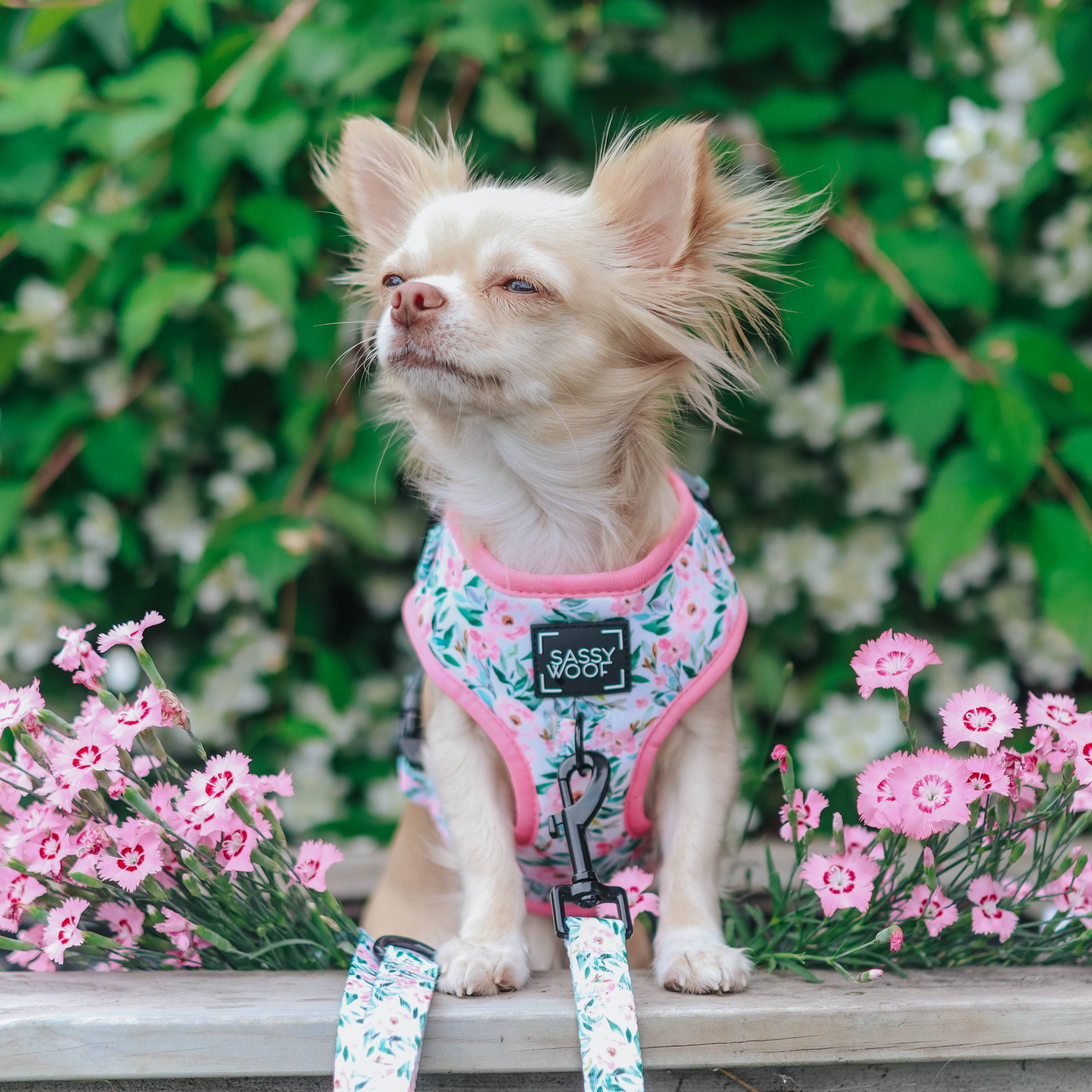 SASSY WOOF - Dog Adjustable Harness - Magnolia: XL