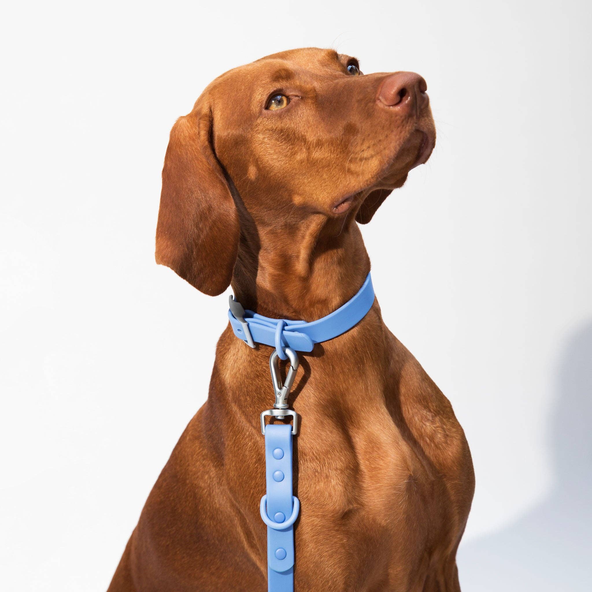 dogged - Dogged basics collar - periwinkle: XS