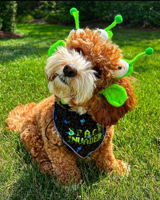 Midlee Designs - Midlee Alien Dog Costume Headband