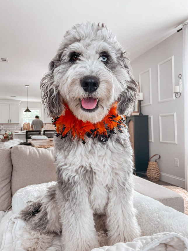 Midlee Designs - Midlee Witch Halloween Decorative Dog Collar: Medium