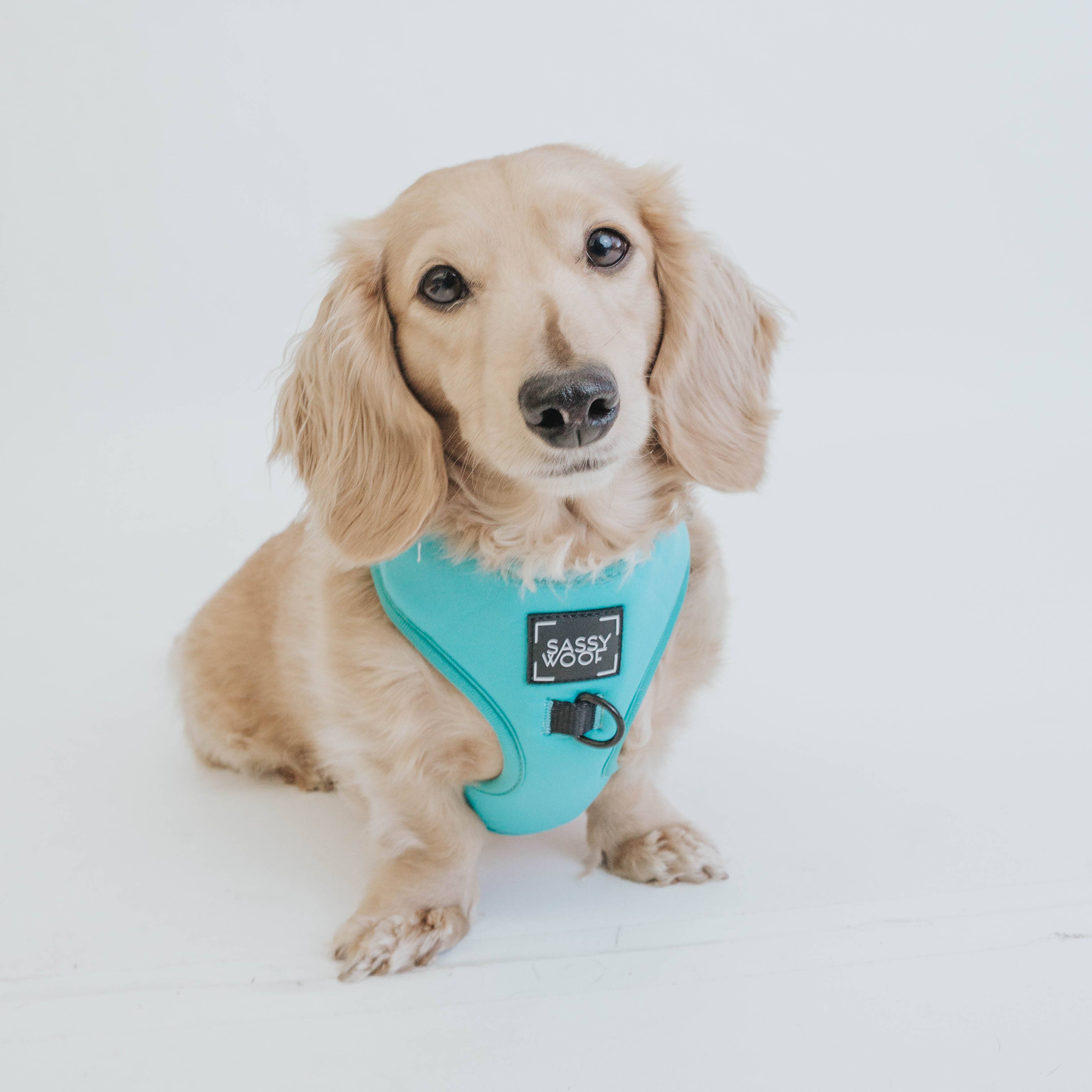 SASSY WOOF - Dog Adjustable Harness - Neon Blue: XXS