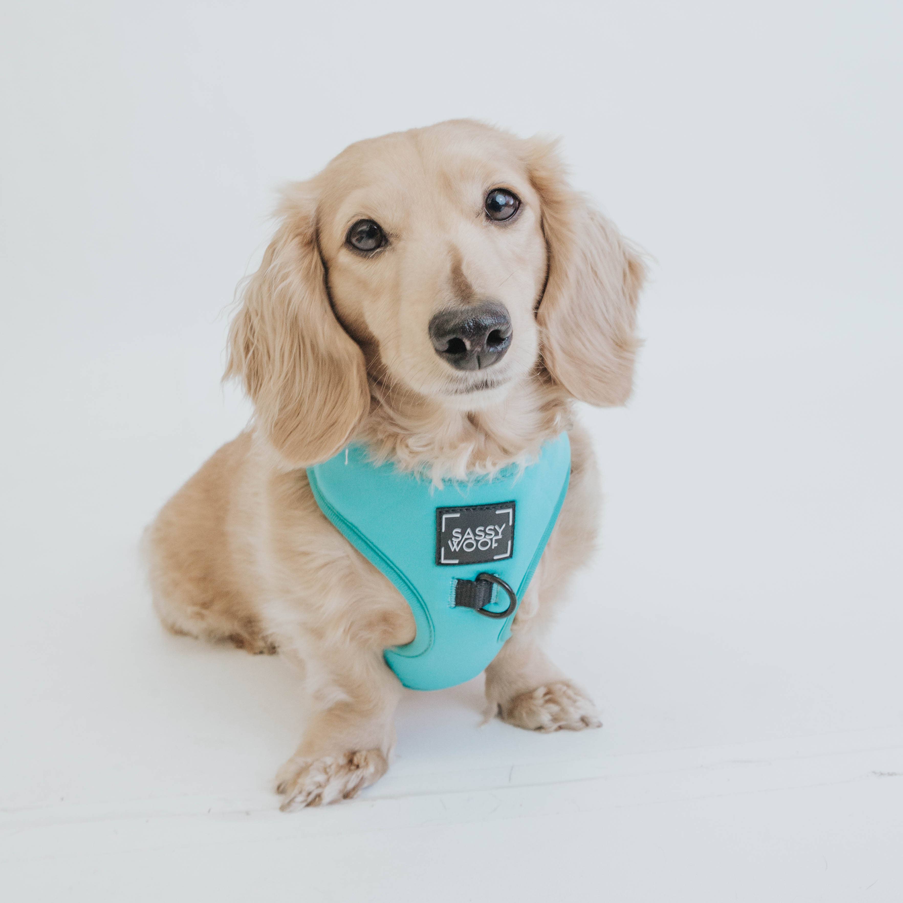 SASSY WOOF - Dog Adjustable Harness - Neon Blue: L